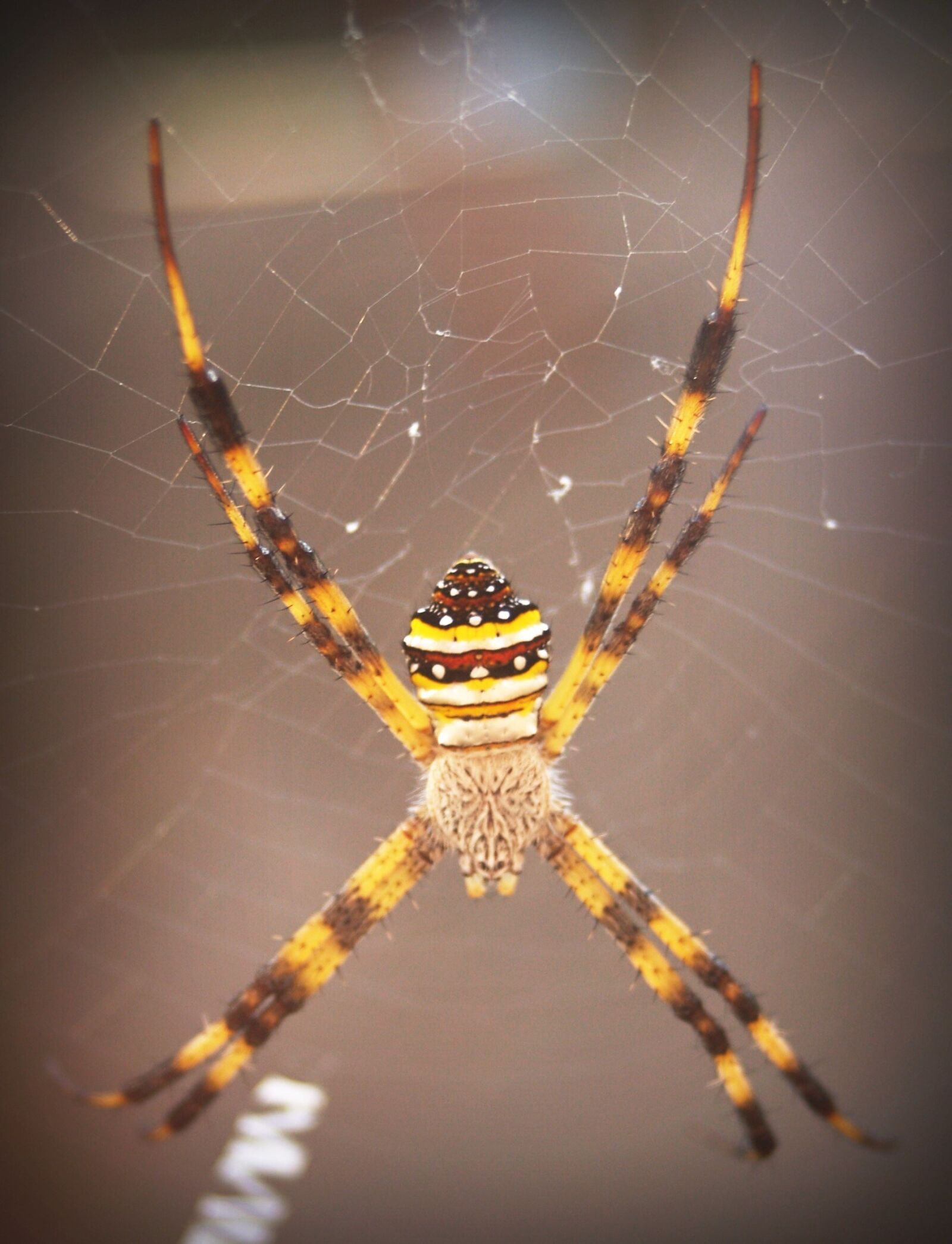 Olympus E-300 (EVOLT E-300) sample photo. Spider, arthropod, closeup photography