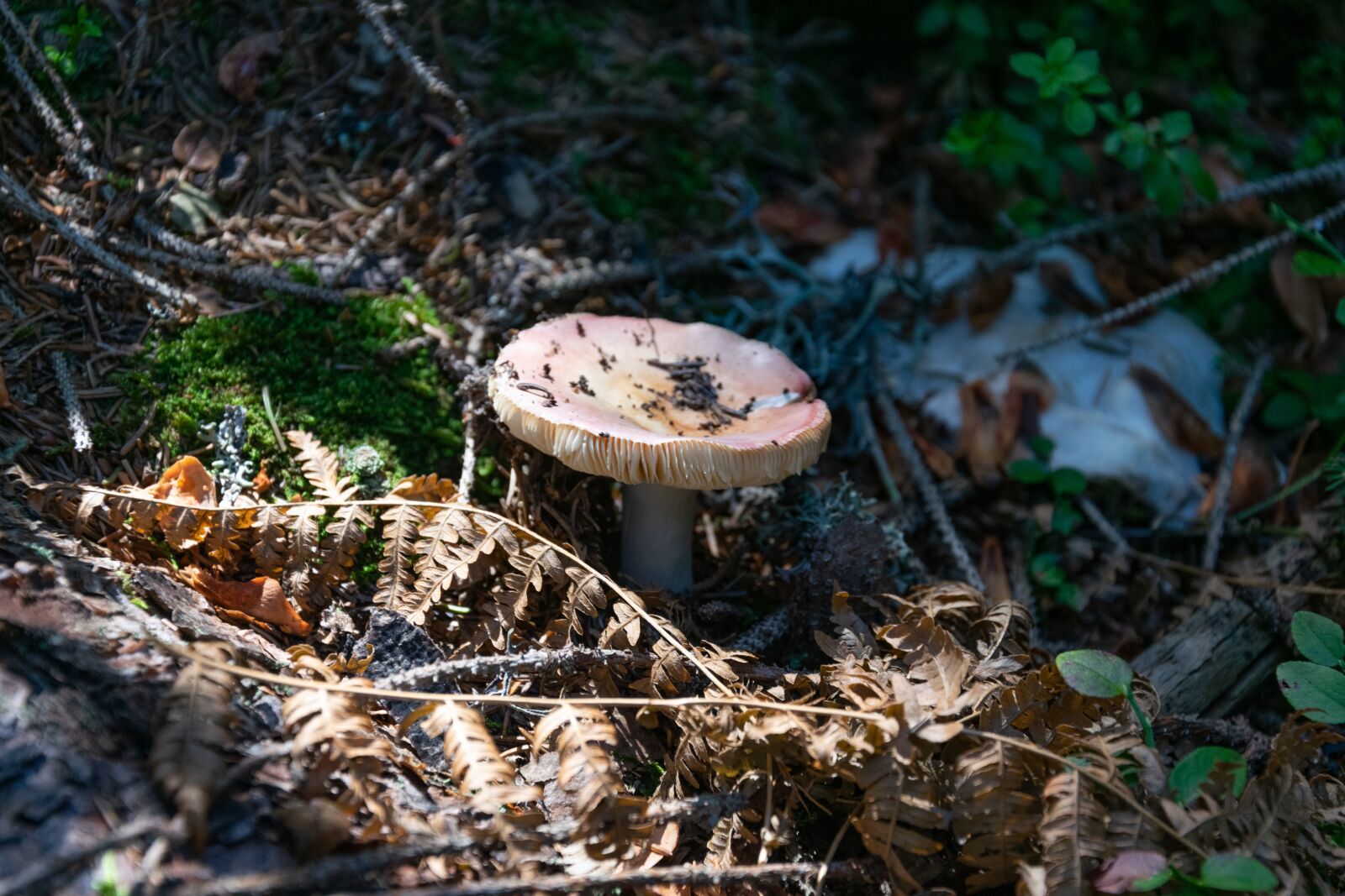 Nikon D3300 sample photo. Mushroom, forest, autumn photography