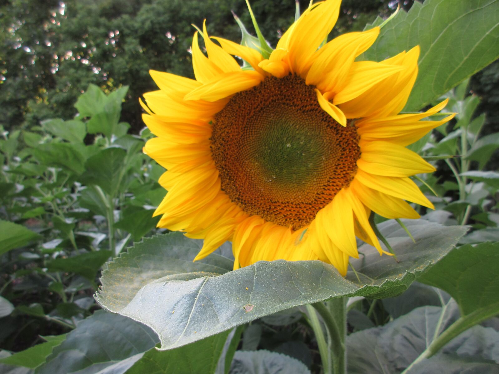 Canon PowerShot ELPH 360 HS (IXUS 285 HS / IXY 650) sample photo. Sunflower, summer, plants photography