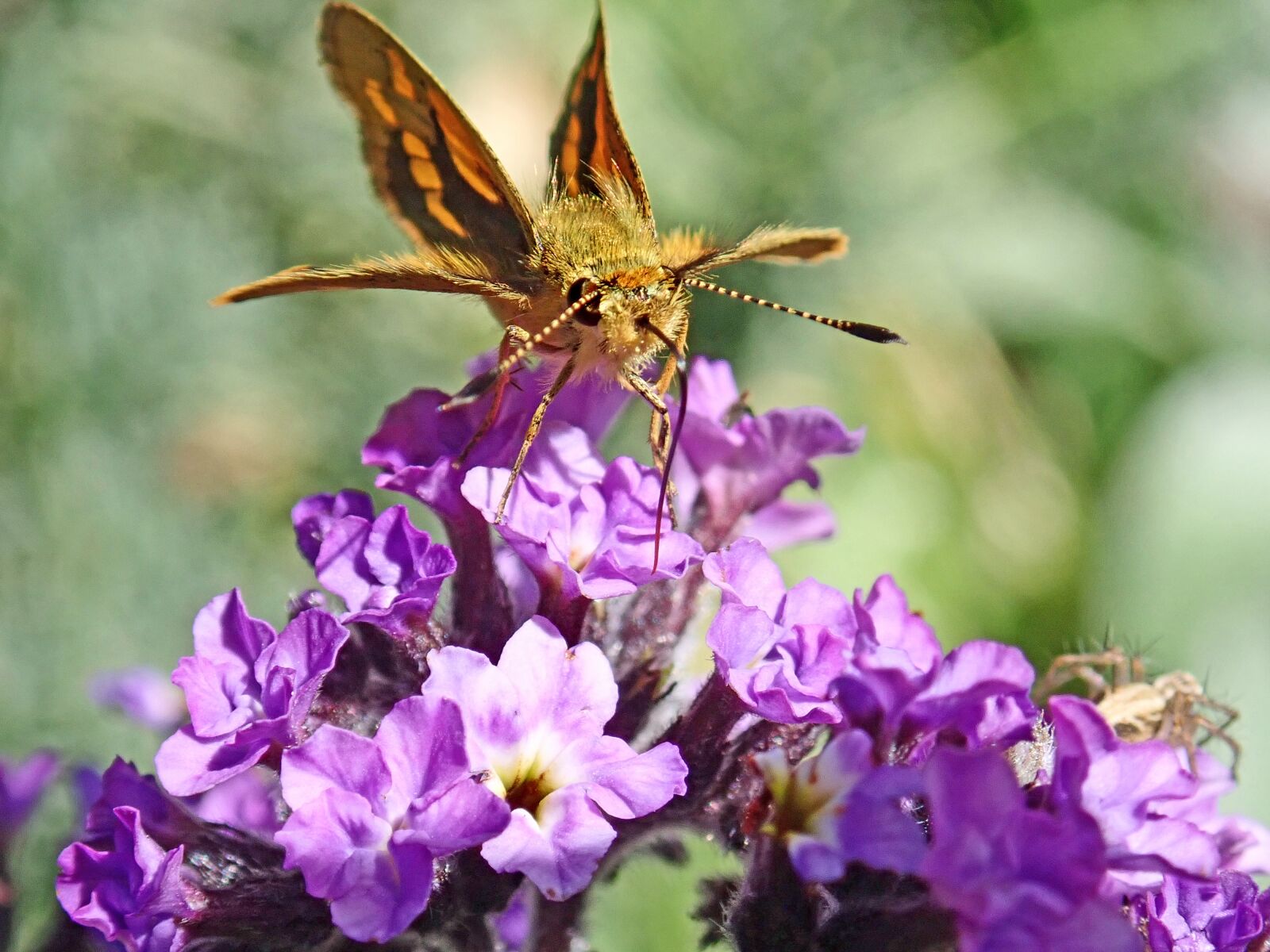 Olympus TG-5 sample photo. Butterfly, double, winged photography