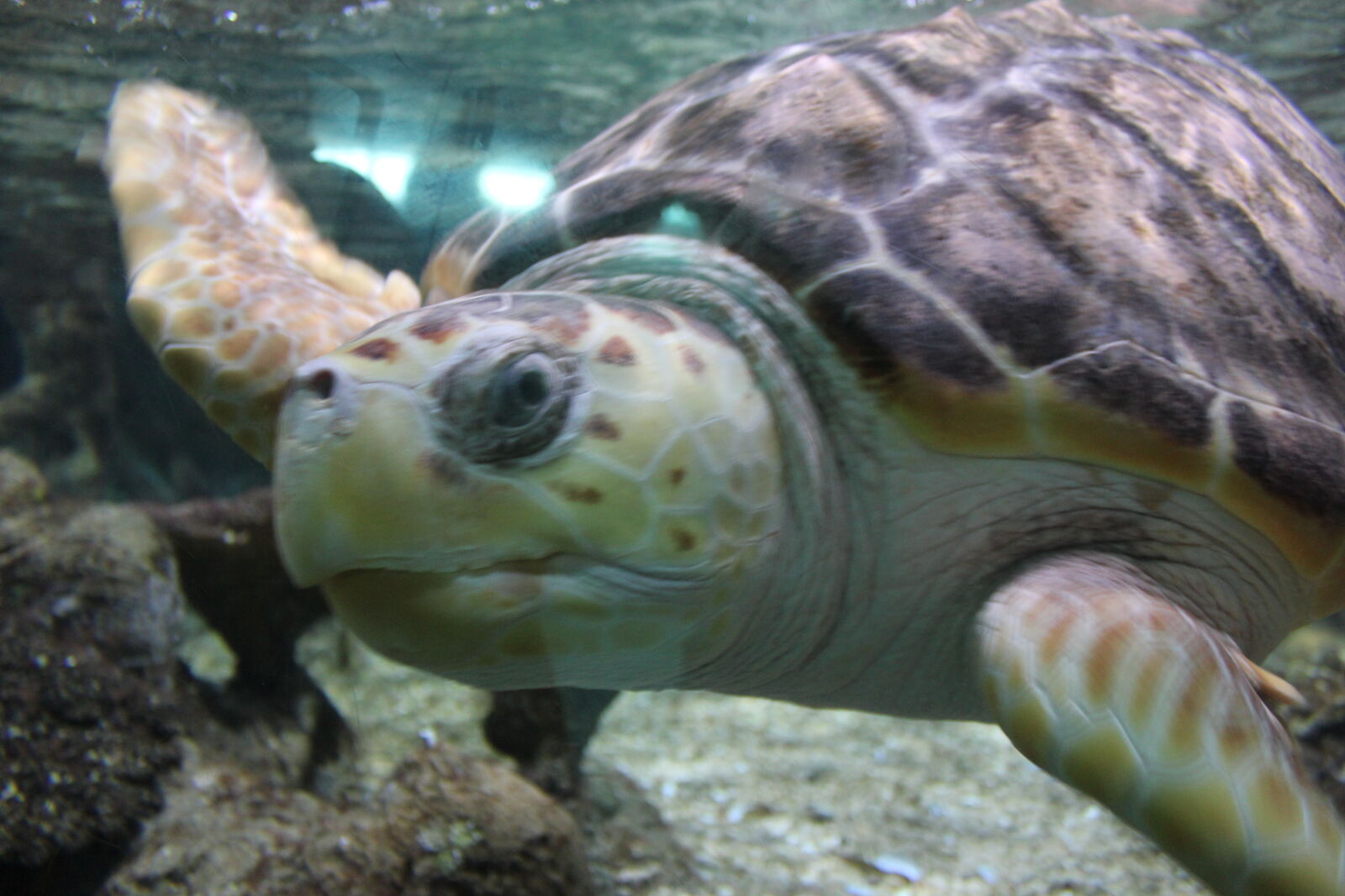 Canon EOS 550D (EOS Rebel T2i / EOS Kiss X4) sample photo. Animal, ocean, oceanarium, turtle photography