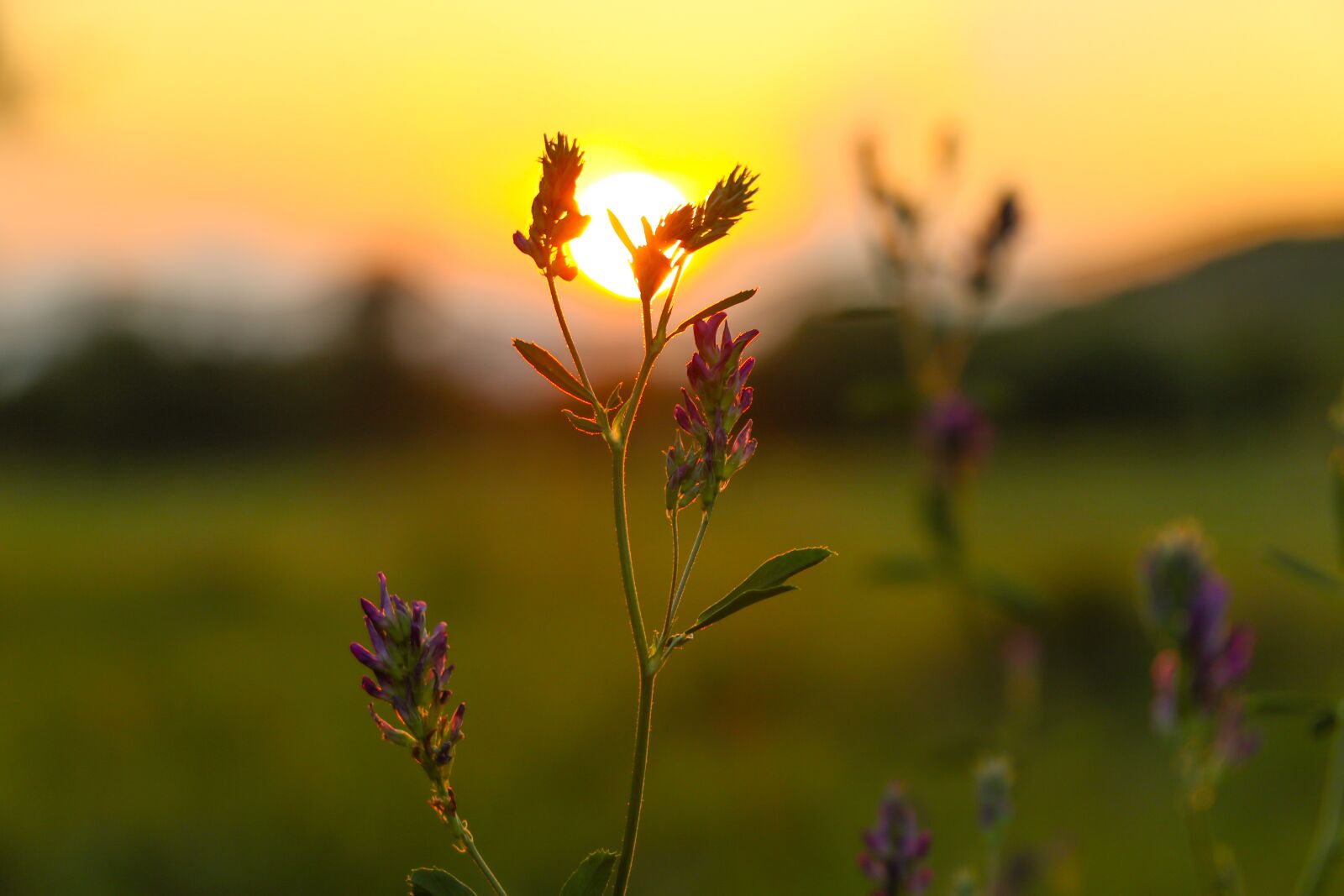 Canon EF-S 18-135mm F3.5-5.6 IS USM sample photo. Sunset, flower, macro photography