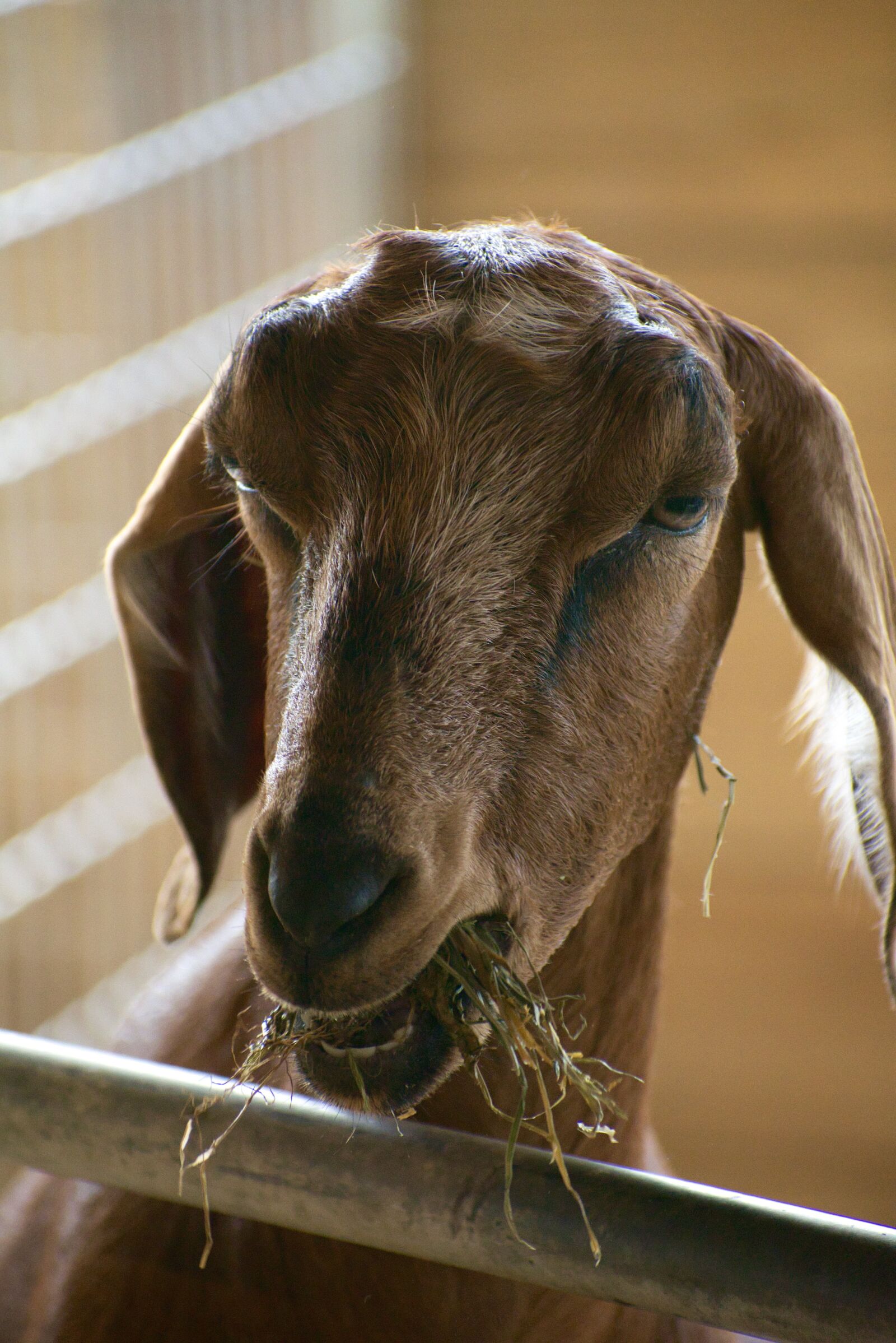 Nikon D3400 sample photo. Goat, eating, hay photography
