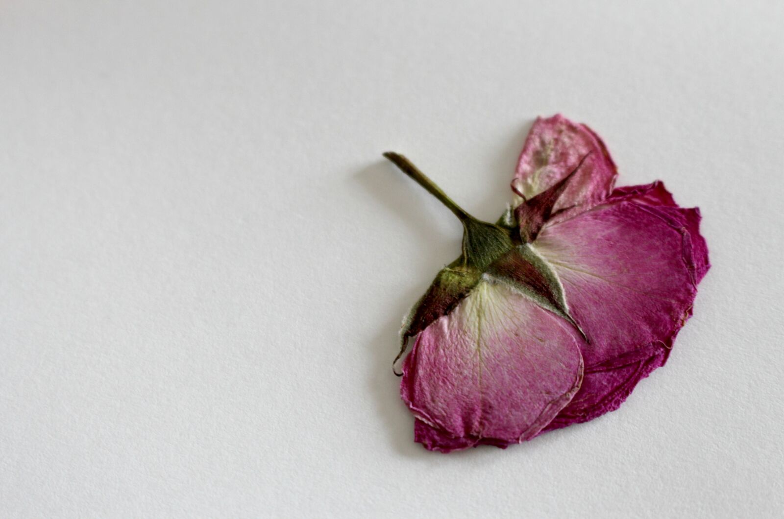 Canon EOS 700D (EOS Rebel T5i / EOS Kiss X7i) sample photo. Rose, dry flower, blossom photography