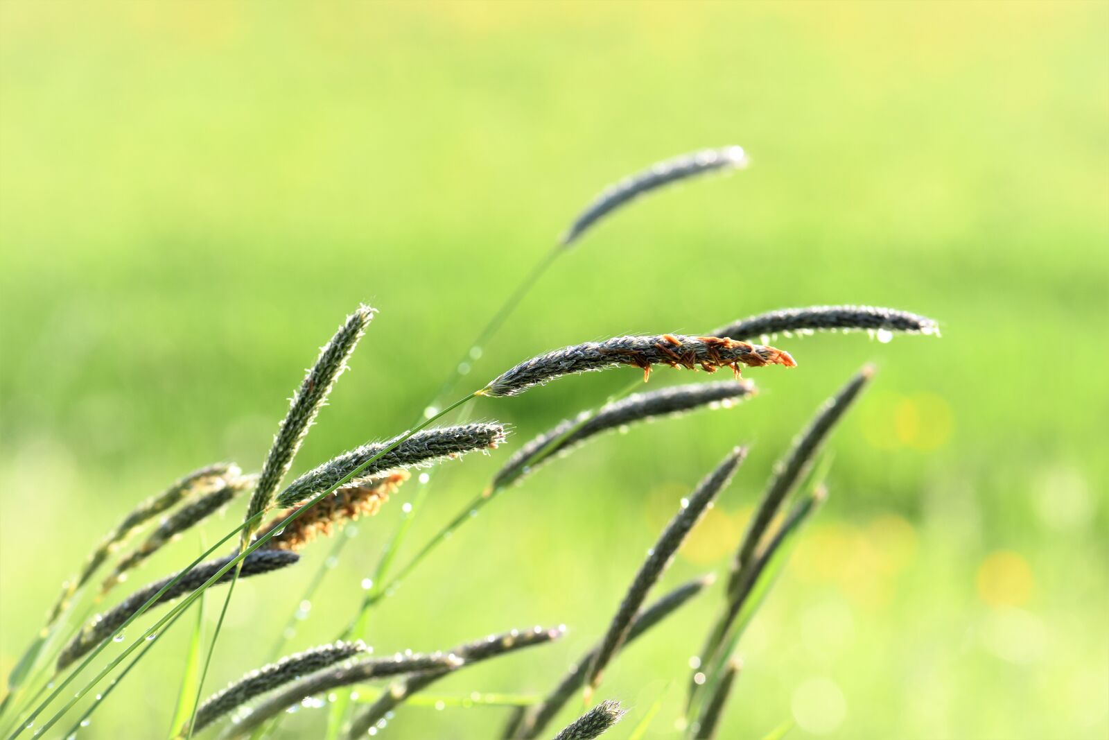 Nikon D5500 sample photo. Grass, meadow, raindrop photography