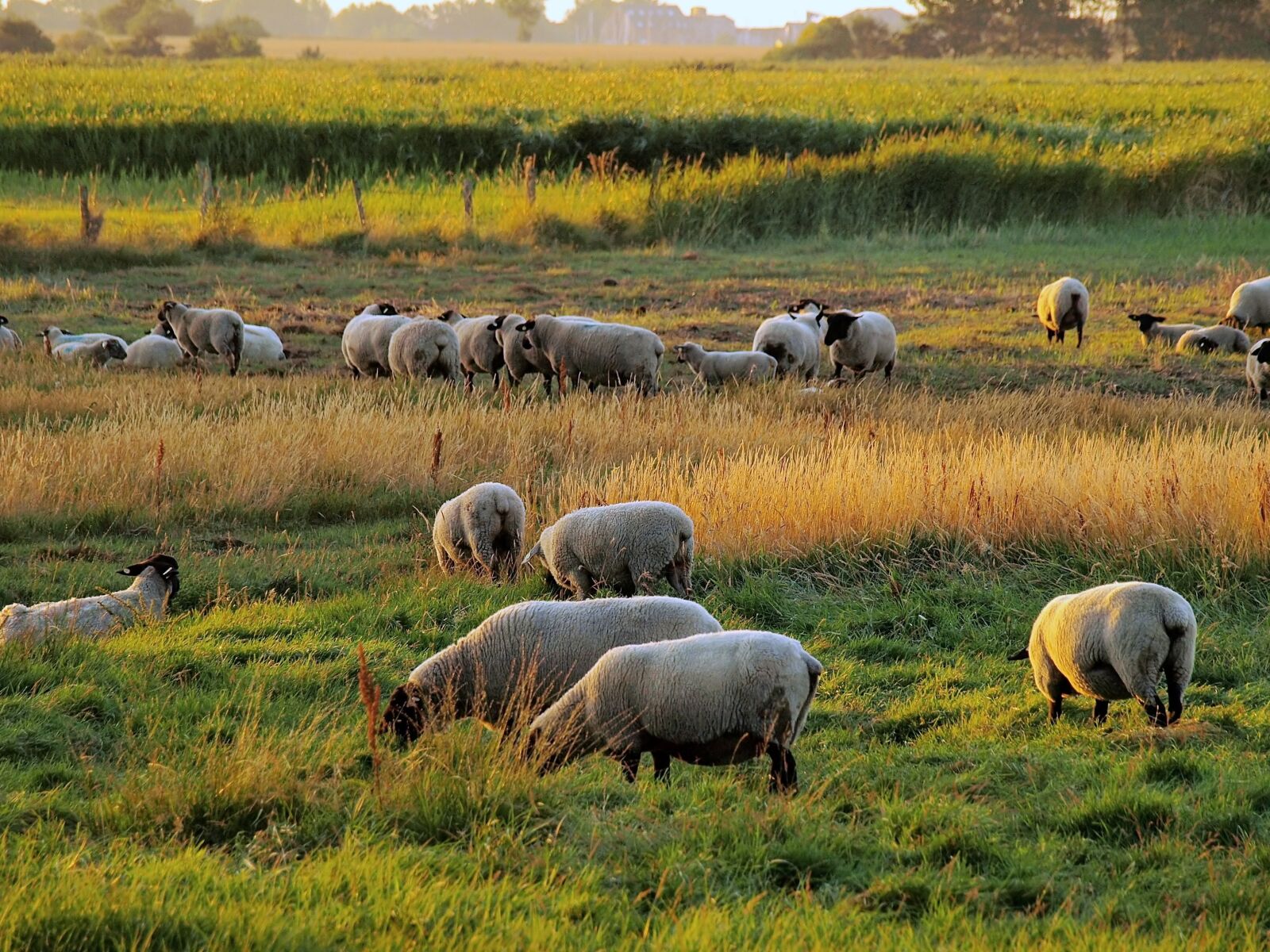 Olympus E-510 (EVOLT E-510) sample photo. Flock of sheep, morgenstimmung photography