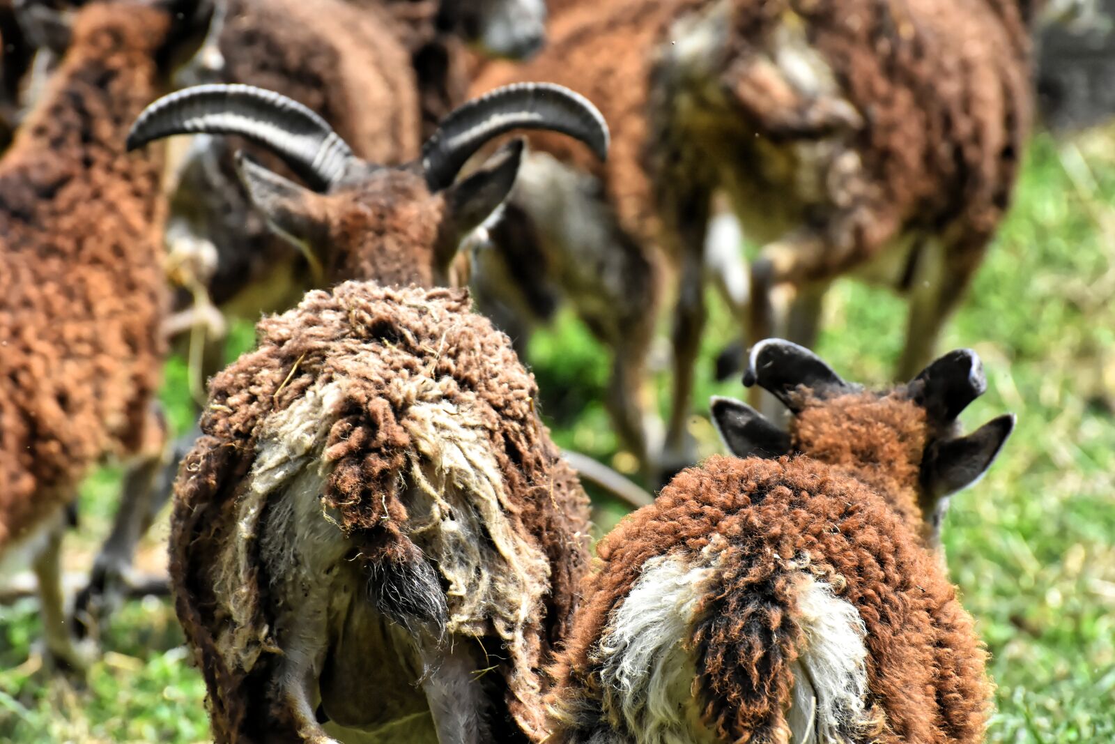 Nikon D7200 sample photo. Sheep, animals, wool photography