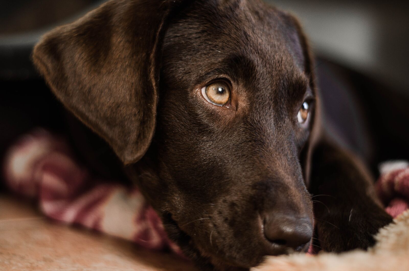 Nikon D5100 sample photo. Dog, cute, mammal photography