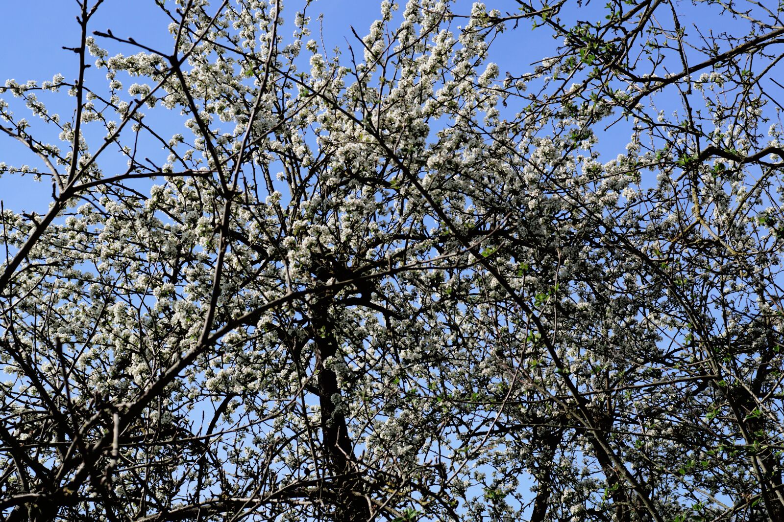 Sony SLT-A68 + Sony DT 30mm F2.8 Macro SAM sample photo. Apple tree blossom, white photography