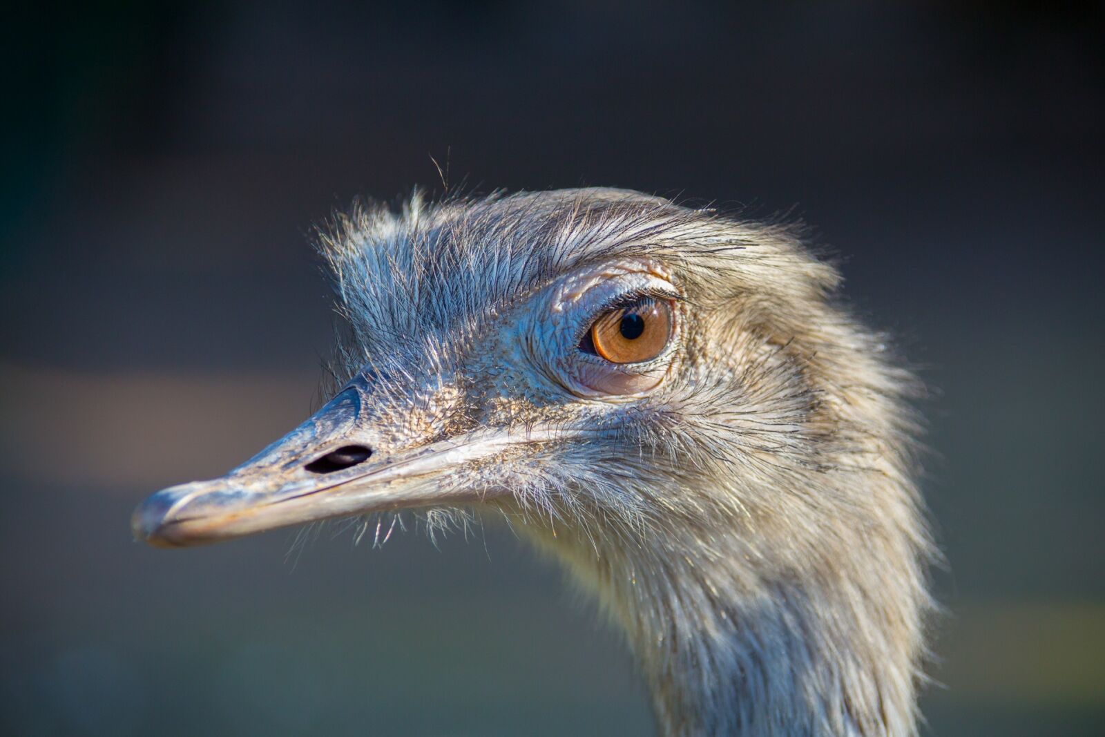 Canon EOS 5D Mark III sample photo. Emu, zoo, animal photography