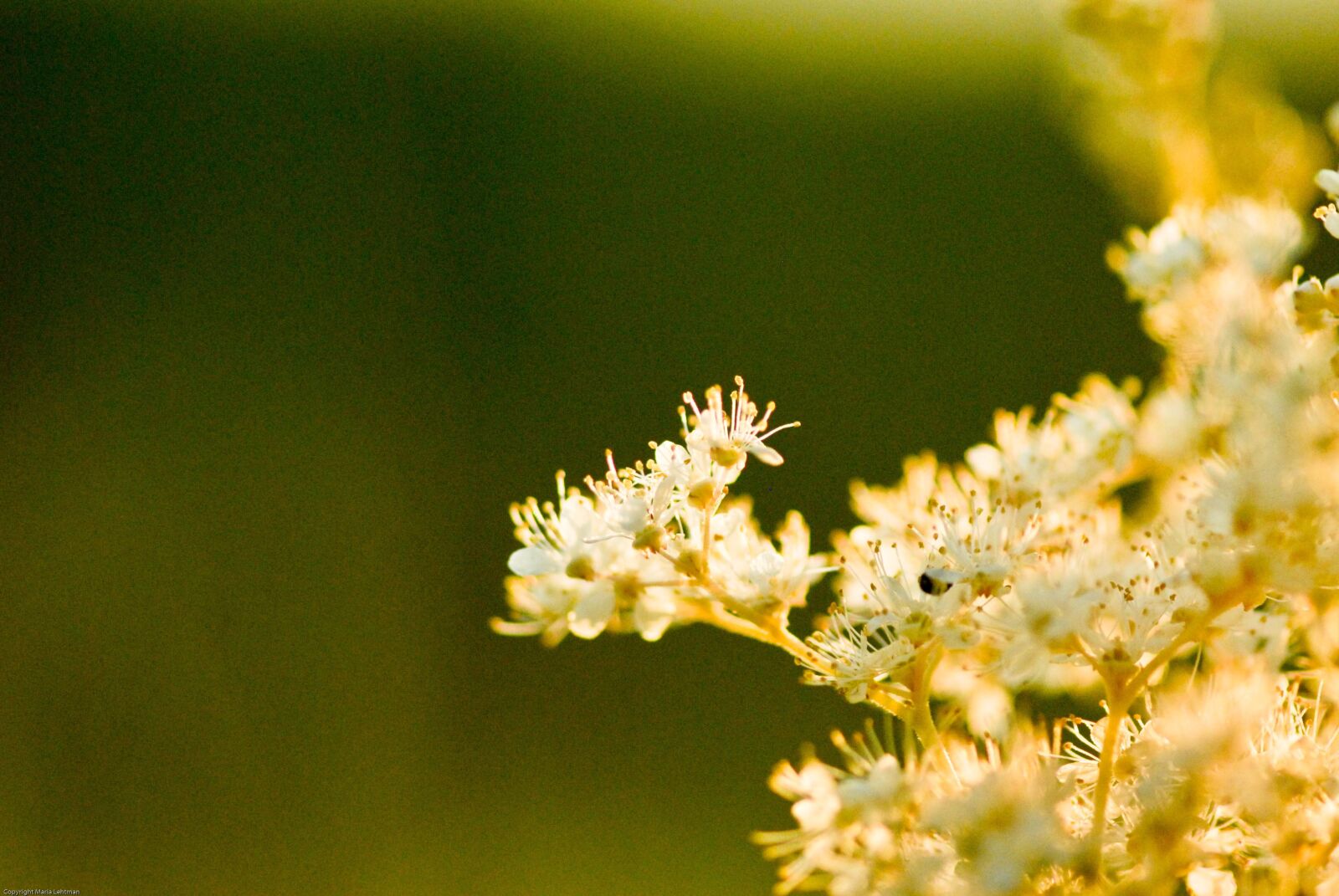 Nikon D200 sample photo. Flower, flowers, yellow photography