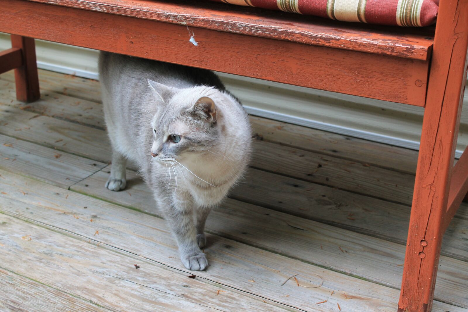 Canon EOS 1100D (EOS Rebel T3 / EOS Kiss X50) sample photo. Cat, animal, pet photography