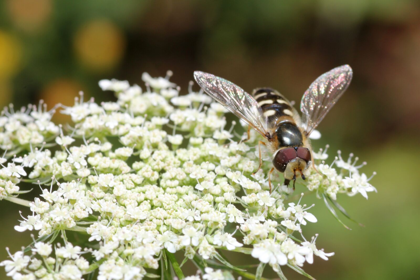 Canon EOS 60D sample photo. Bee, wing, sprinkle photography