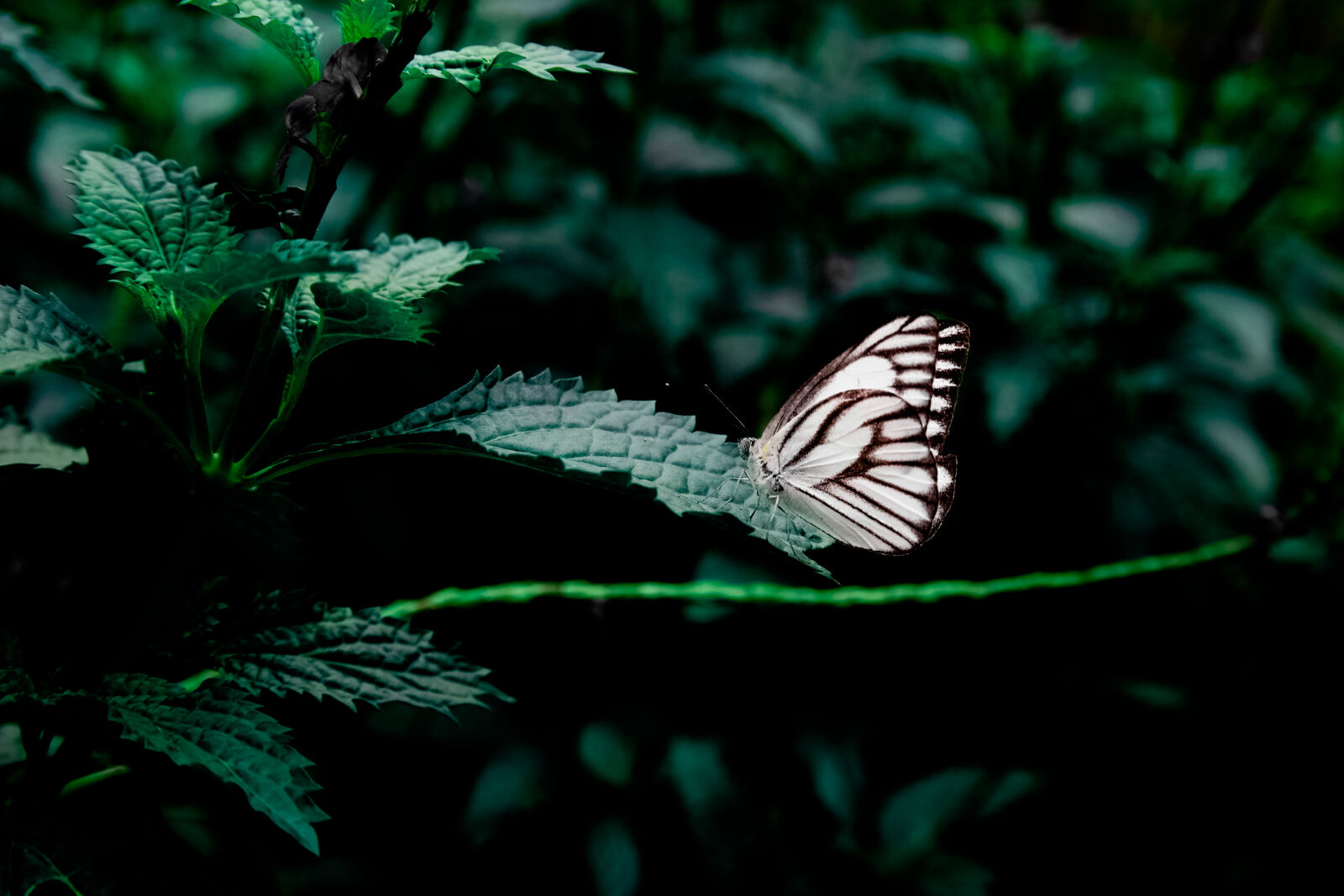 Samsung NX1 sample photo. White, insects, butterfly, close photography