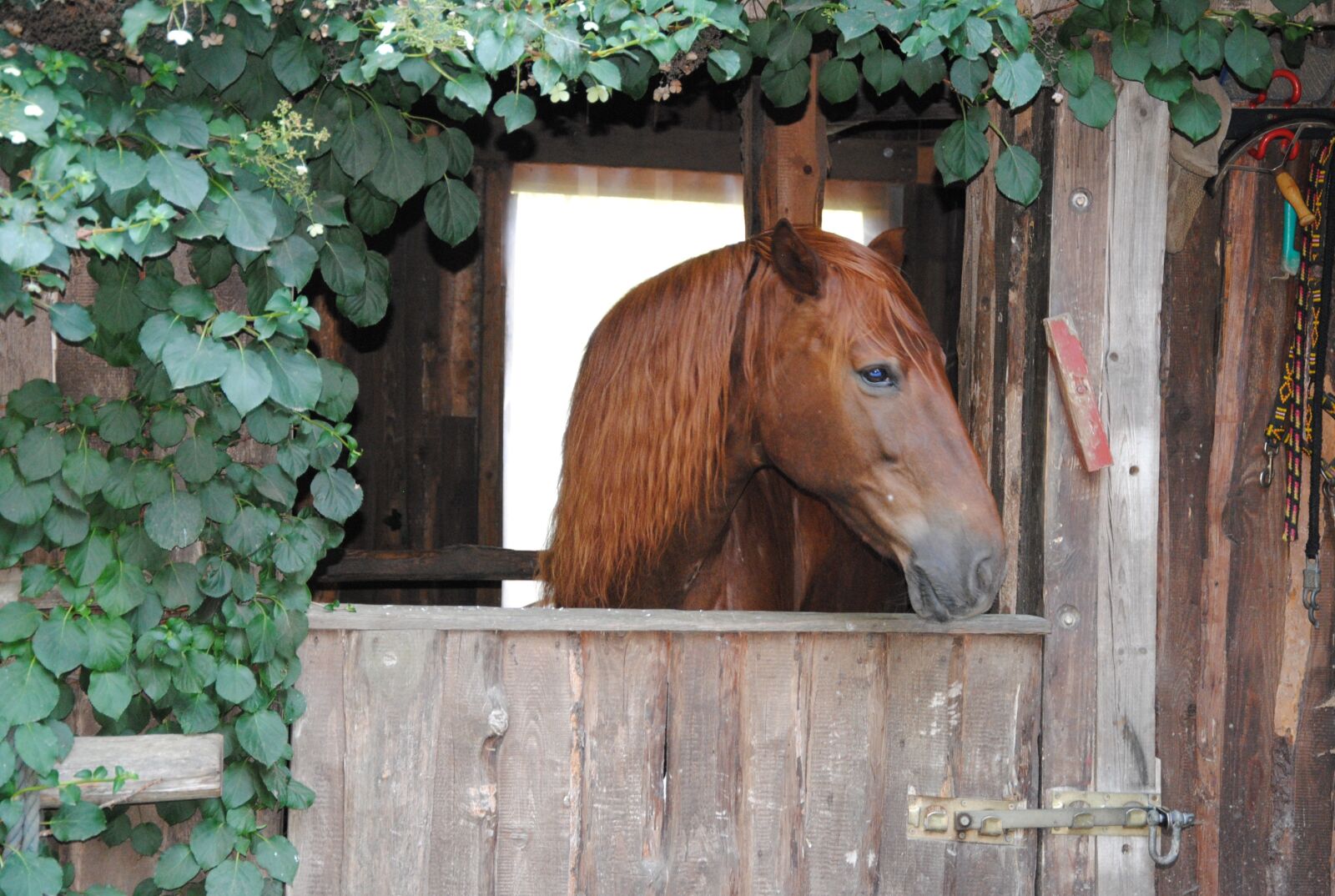 Nikon D3000 sample photo. Horse, stall, horse head photography