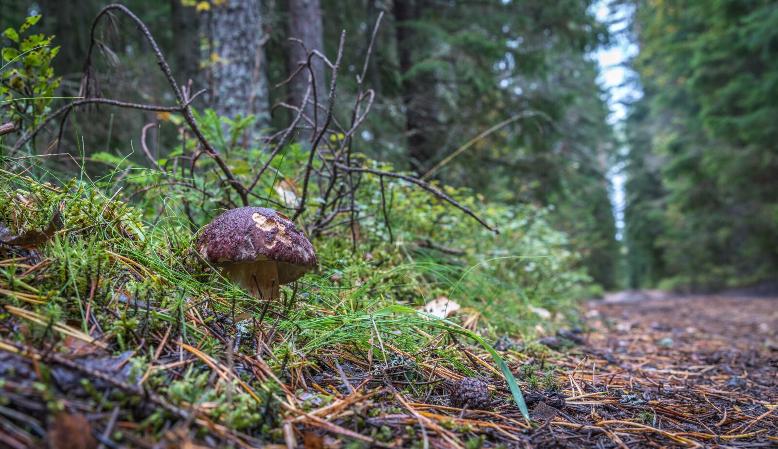 Canon EF 24-70mm F2.8L II USM sample photo. White mushroom, forest, mushroom photography