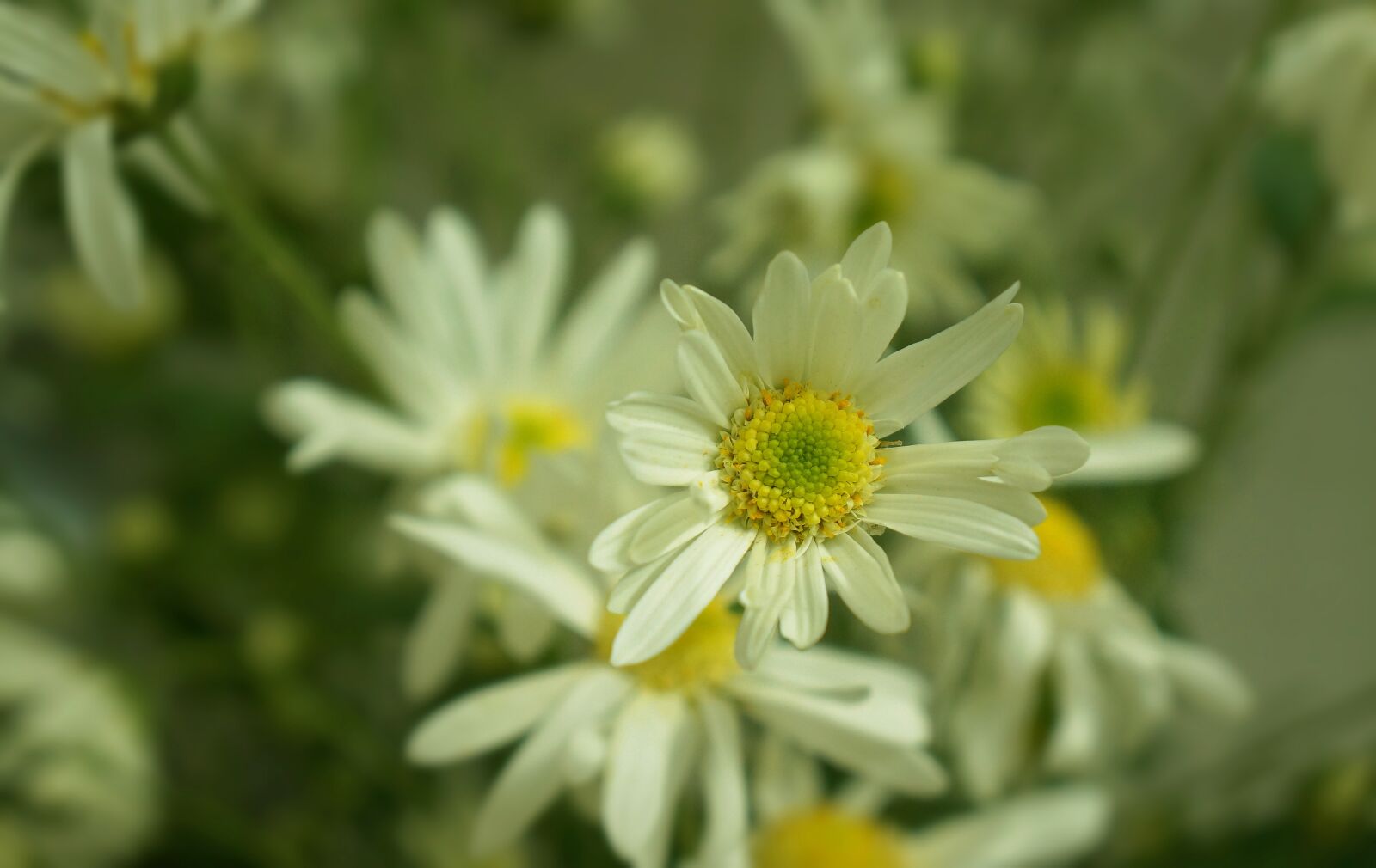 Sony Alpha NEX-F3 + Sony E 18-55mm F3.5-5.6 OSS sample photo. Daisy robins, flowering season photography