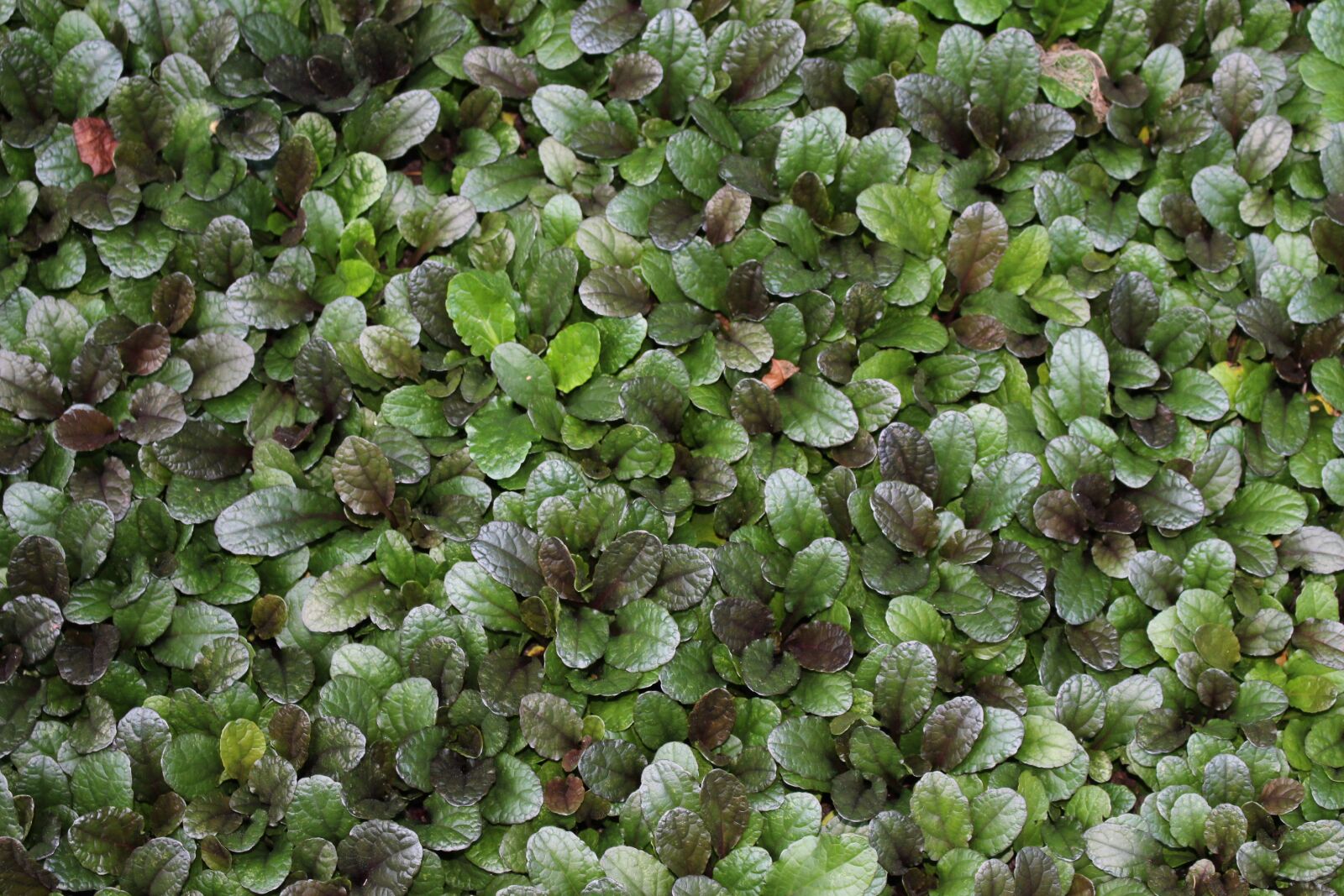 Canon EOS 100D (EOS Rebel SL1 / EOS Kiss X7) sample photo. Texture, green, ground cover photography