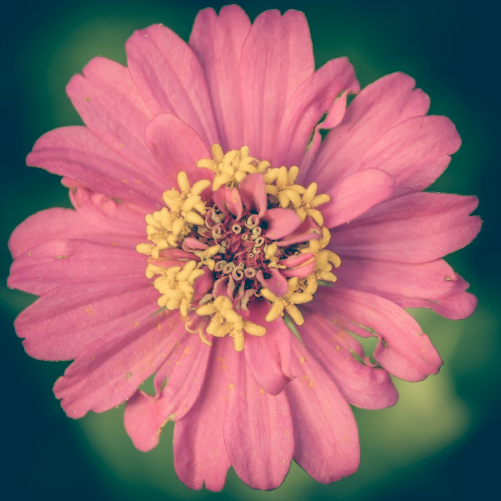 Nikon D3200 sample photo. Zinnia, pink, vintage photography