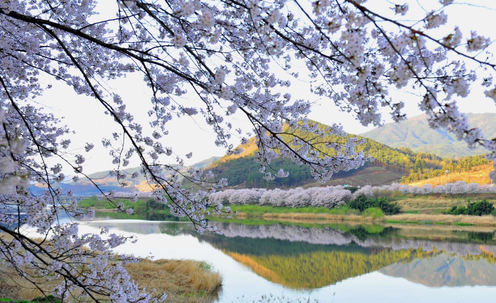 Nikon D3S sample photo. Seomjin, spring, cherry blossom photography