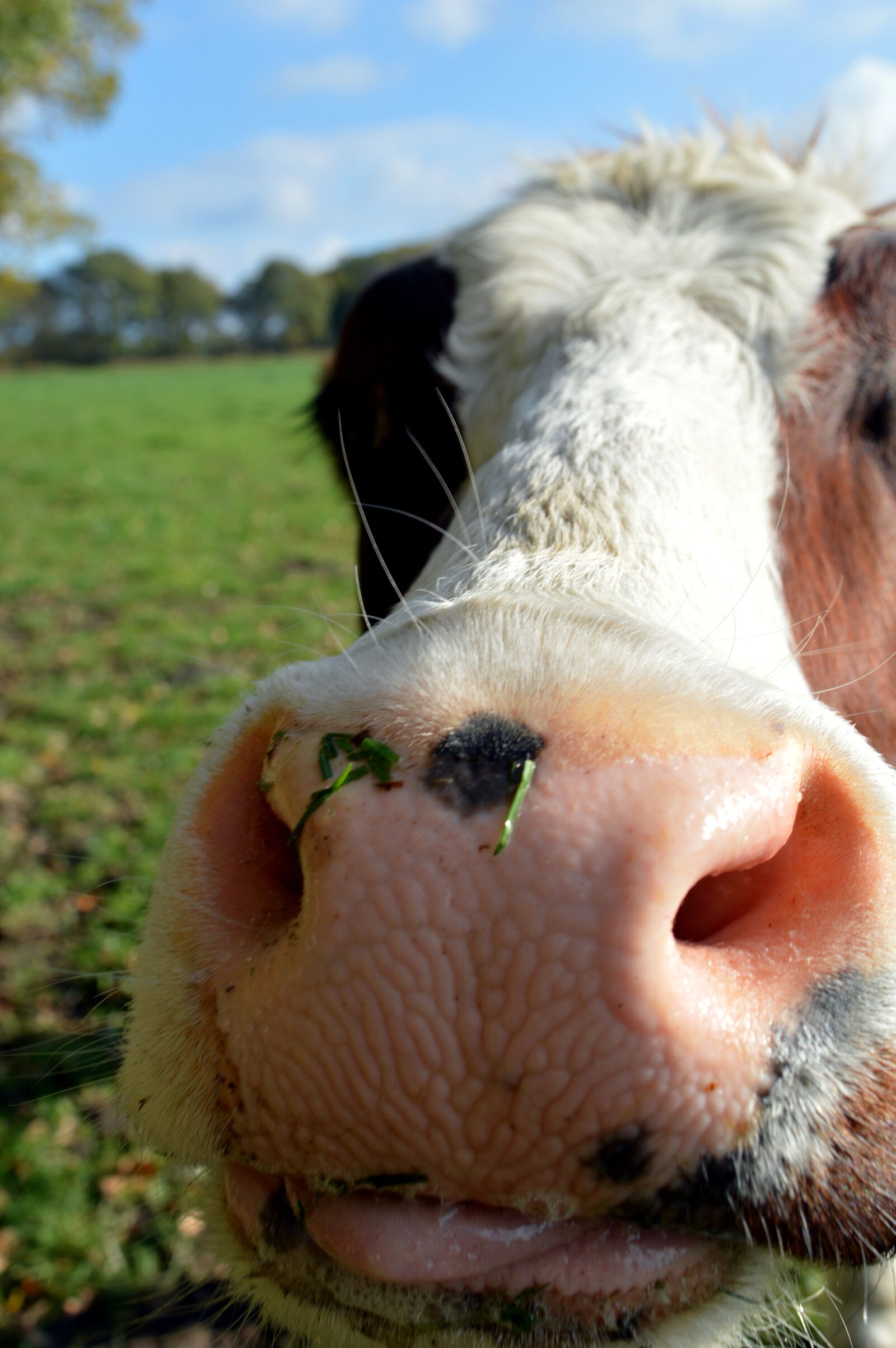 Nikon D3200 sample photo. Cow, nose, tongue photography