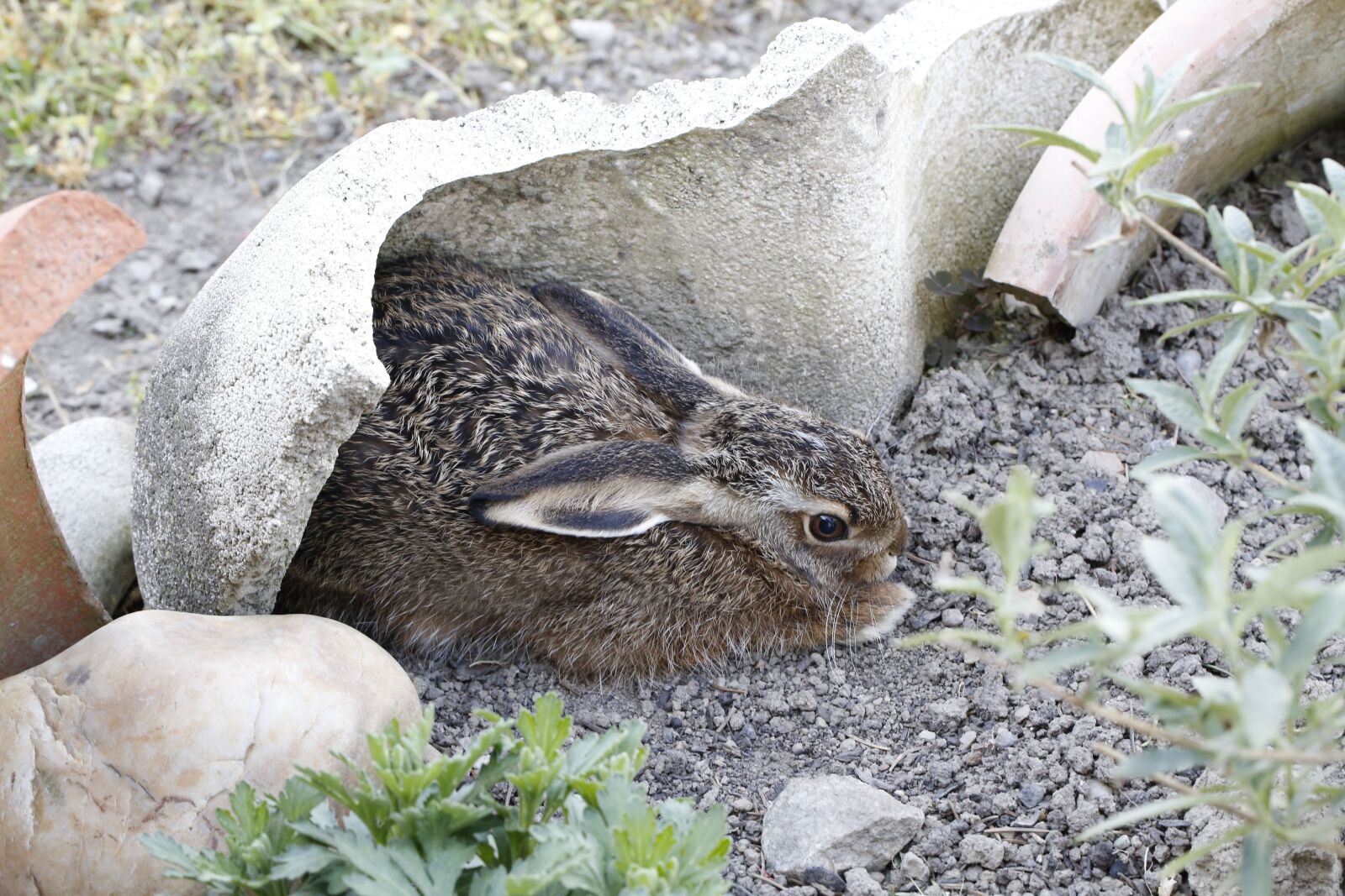 Canon EF 100mm F2.8L Macro IS USM sample photo. Hare, meister lampe, nature photography