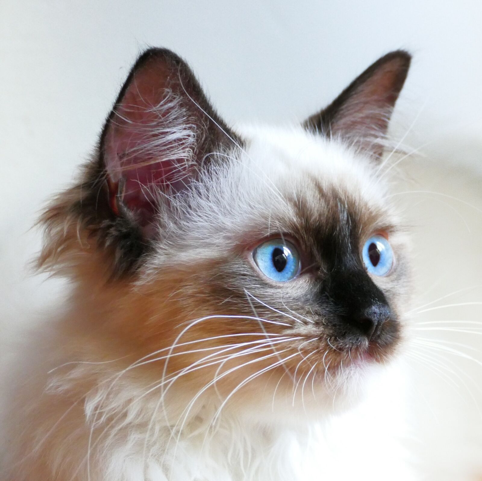Panasonic Lumix DMC-FZ1000 sample photo. Cat, thoroughbred, ragdoll photography