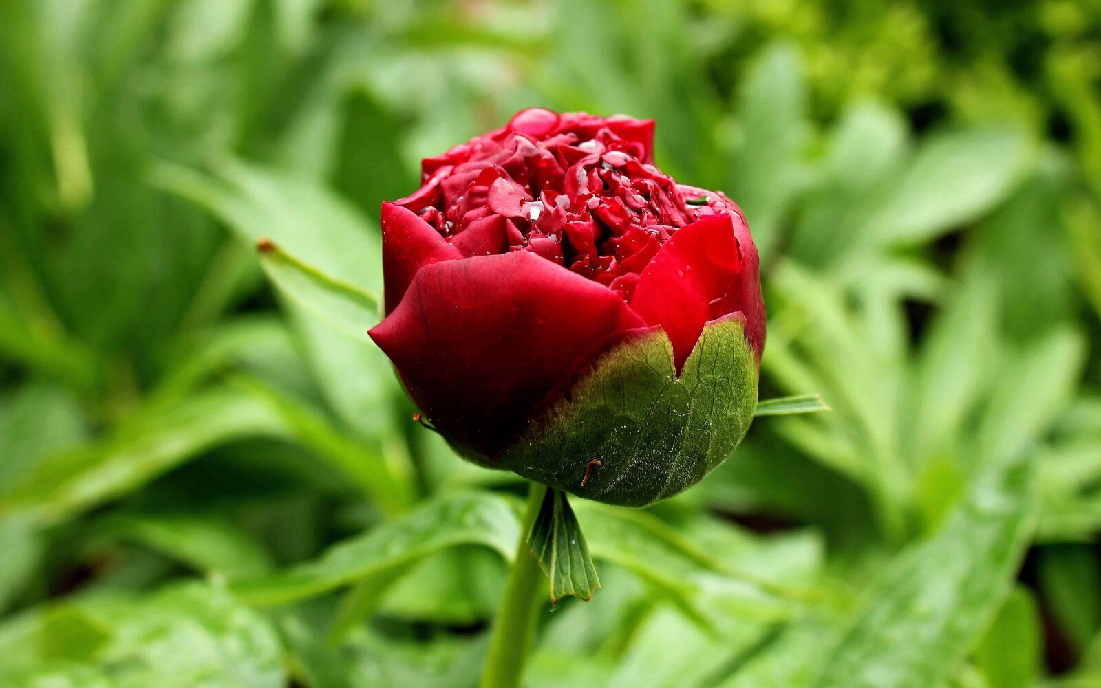 Canon EOS 550D (EOS Rebel T2i / EOS Kiss X4) sample photo. Flower, summer, leaf, nature photography