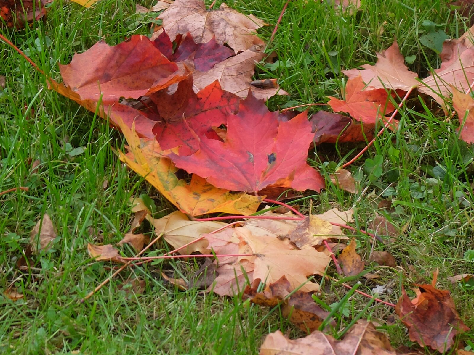 Fujifilm X20 sample photo. Leaves, grass, autumn photography