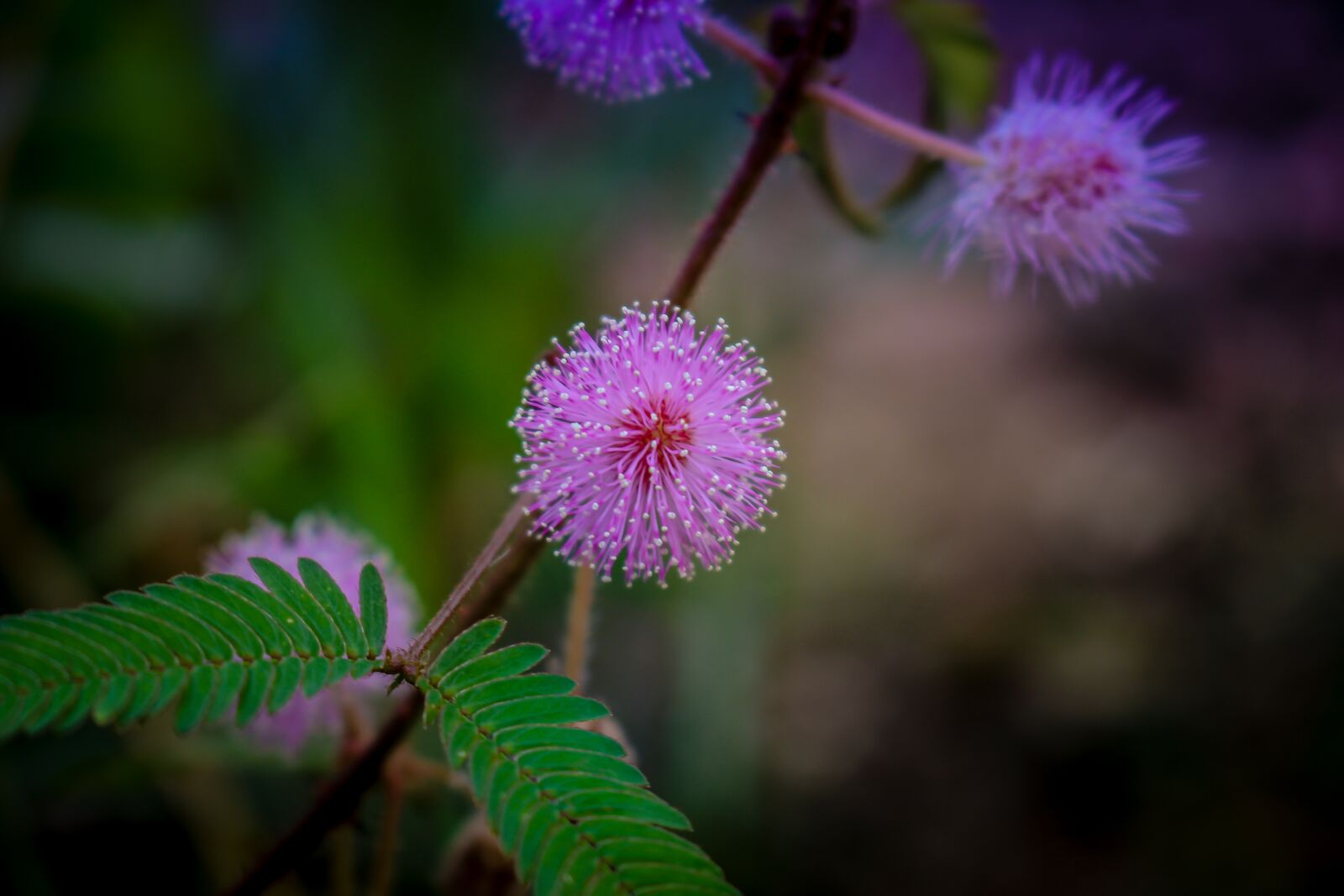 Canon EOS 700D (EOS Rebel T5i / EOS Kiss X7i) sample photo. Is a biennial plant photography