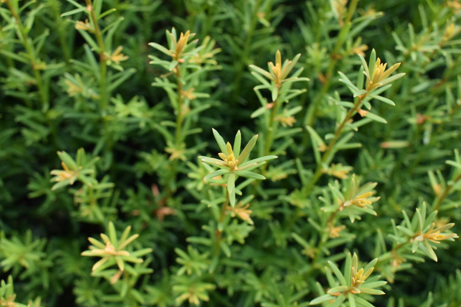 Nikon D3300 sample photo. Plant, green, drive photography