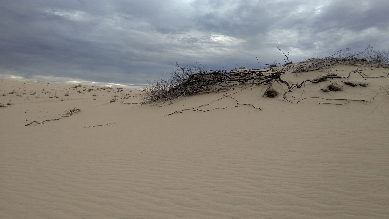 Xiaomi MIX sample photo. Dune, sand, tree photography