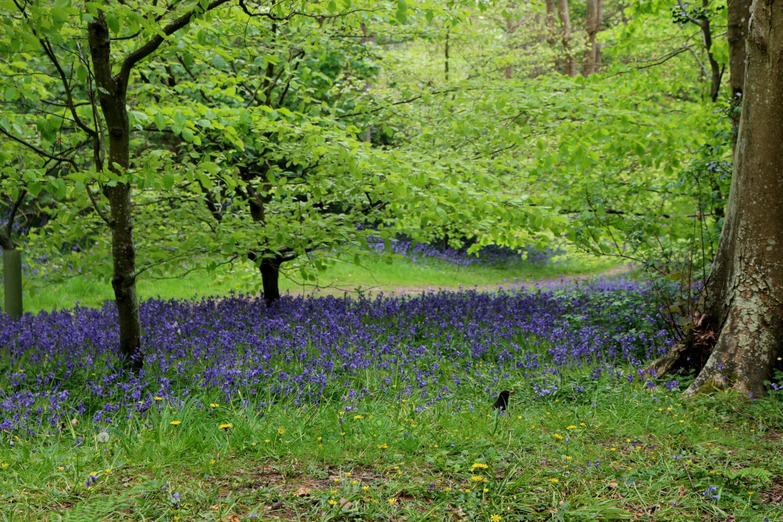 Canon EOS 70D + Canon EF-S 18-55mm F3.5-5.6 IS STM sample photo. Bluebells, woodland, spring photography