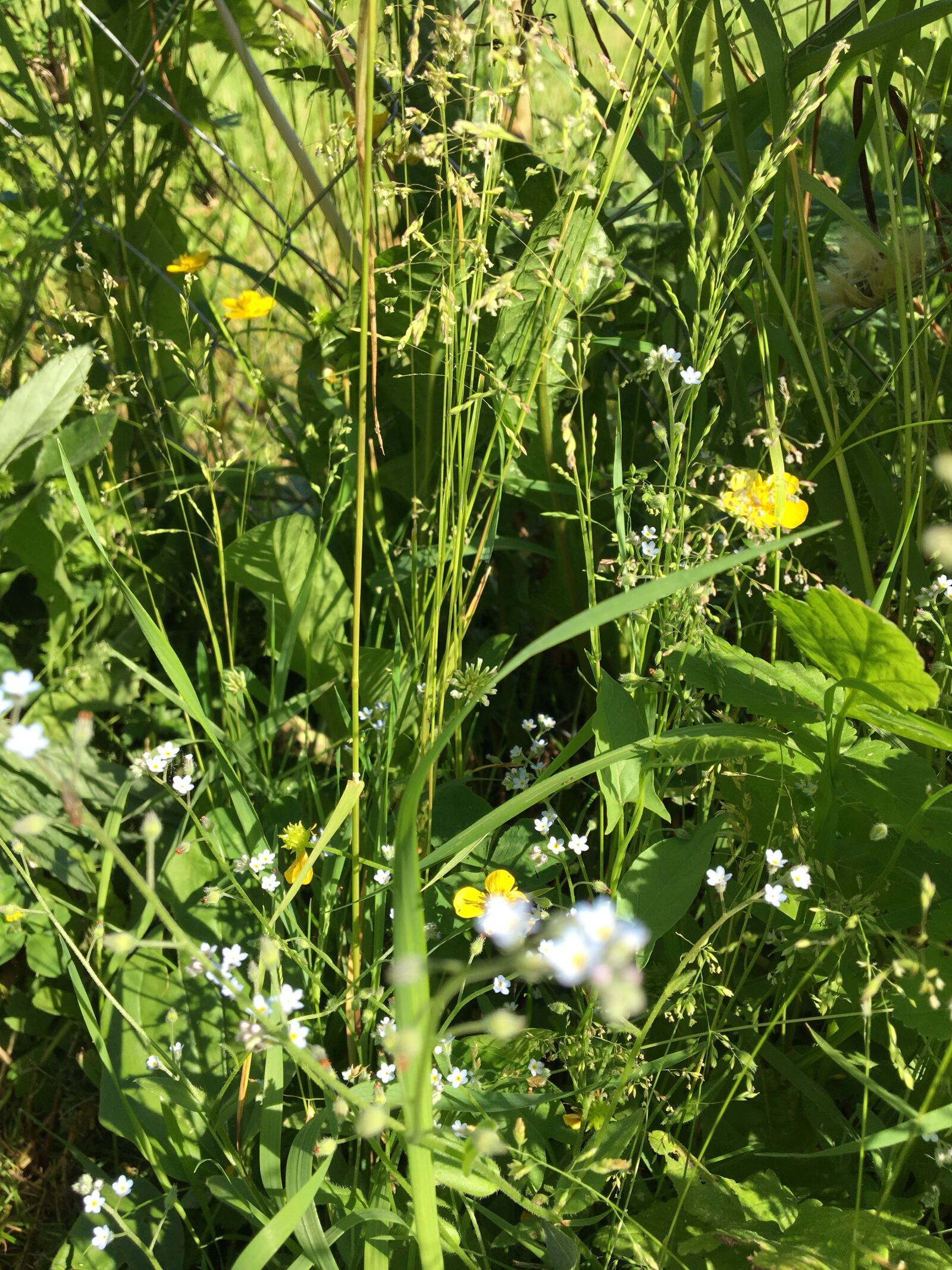 Apple iPhone 6s sample photo. цветы, лето, природа photography