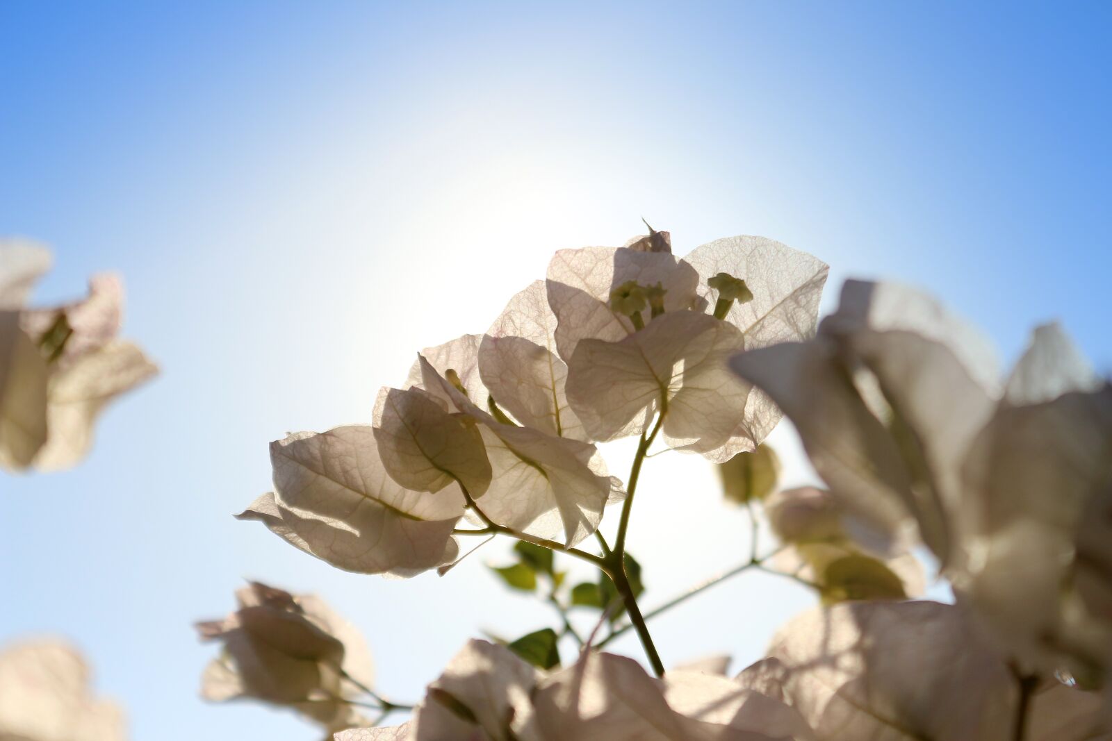 Canon EOS 650D (EOS Rebel T4i / EOS Kiss X6i) sample photo. Flower, leaf, plant photography