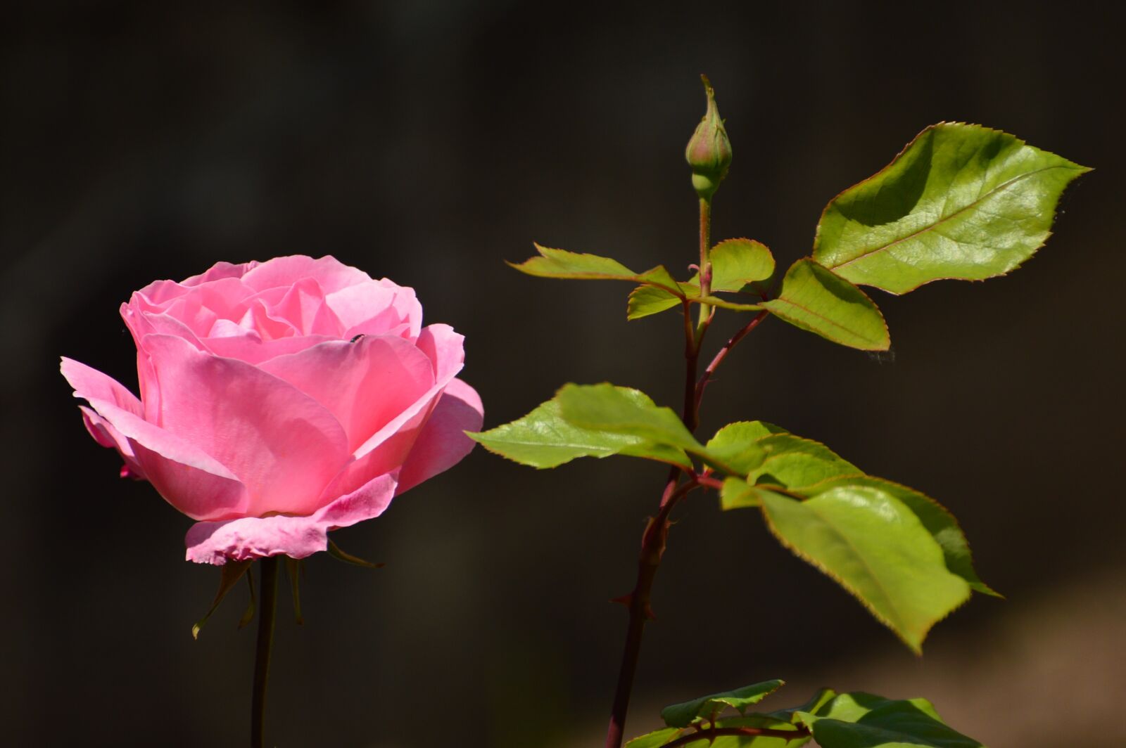 Nikon D3200 sample photo. Rose, pink rose, flower photography