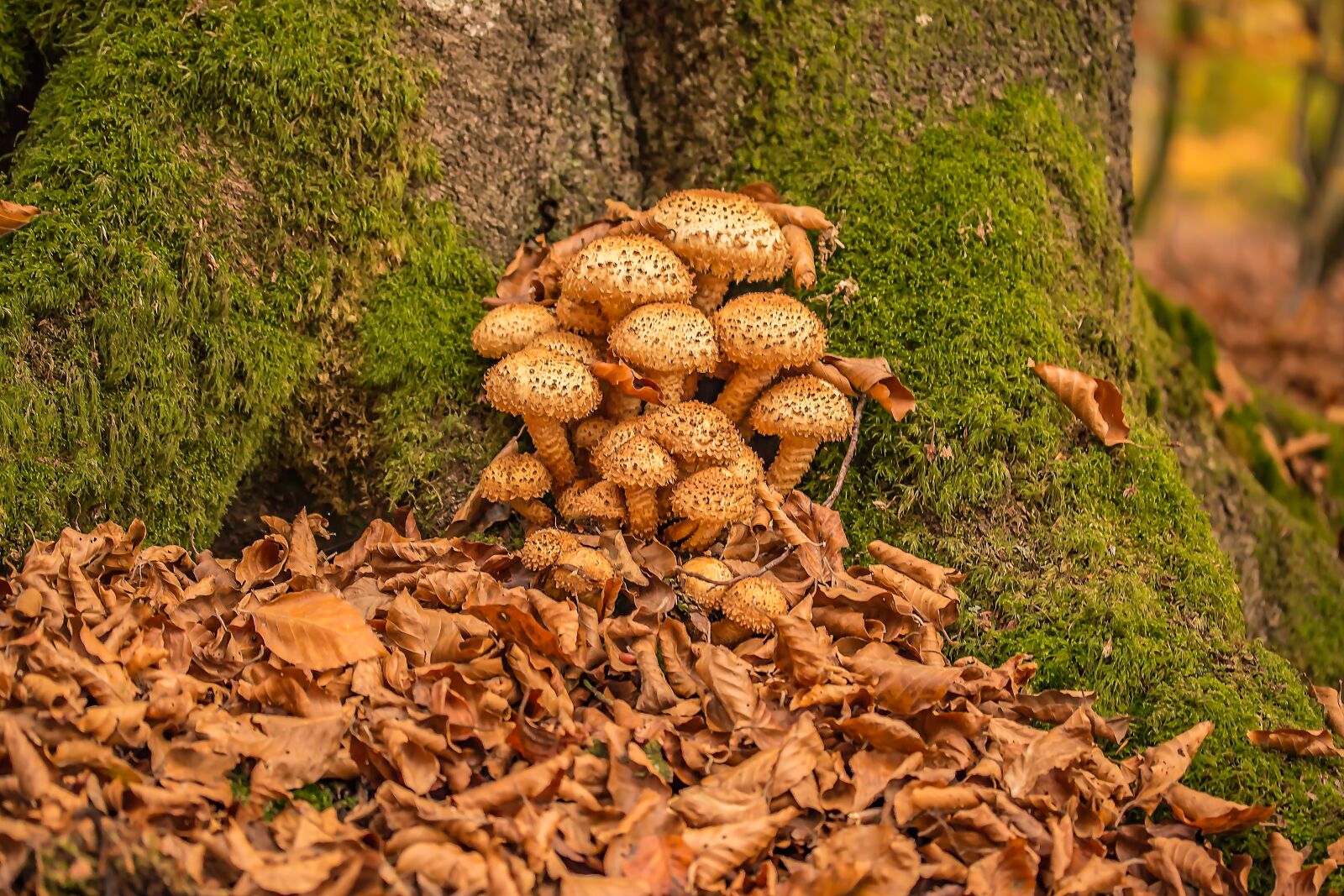 Canon EOS 650D (EOS Rebel T4i / EOS Kiss X6i) sample photo. Mushrooms, sparriger mushroom, pholiota photography