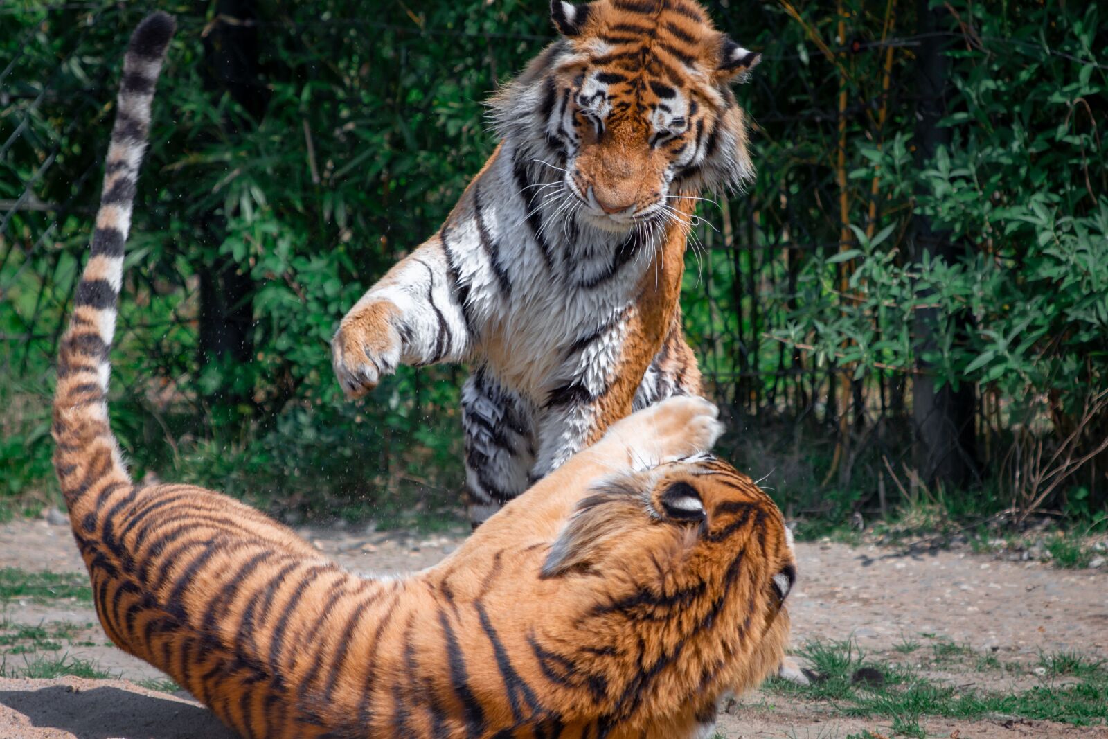 Canon EF 70-300 F4-5.6 IS II USM sample photo. Tiger, big cat, the photography