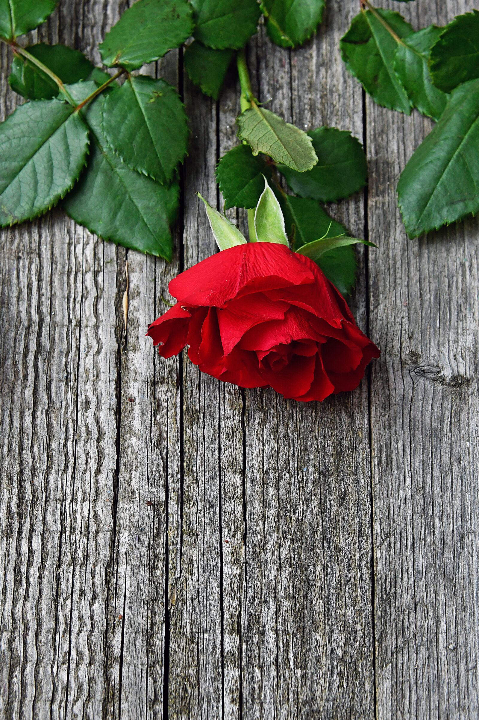 Nikon D3200 sample photo. Red, red rose, love photography