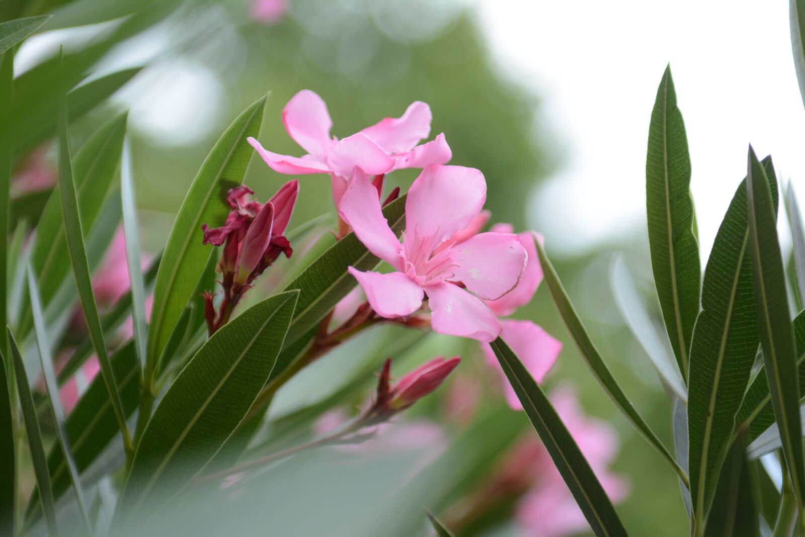 Nikon D7100 sample photo. Green, aqil, color photography