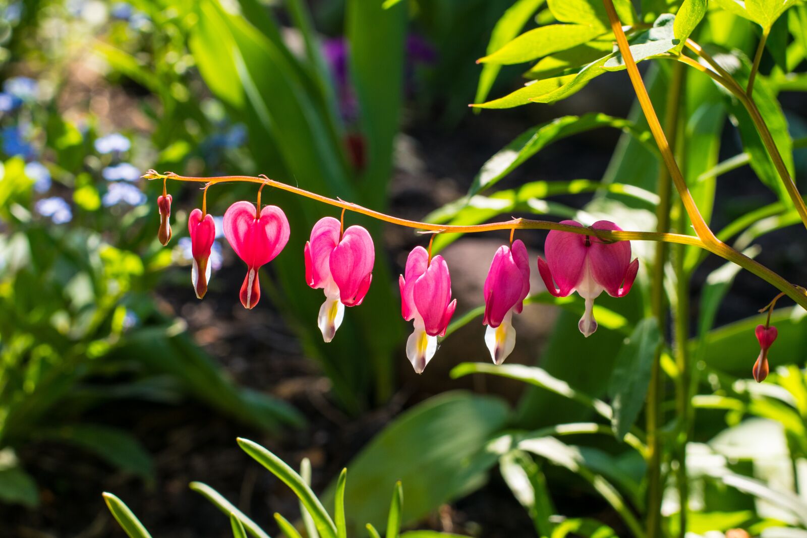 Nikon D3300 sample photo. Nature, leaf, garden photography