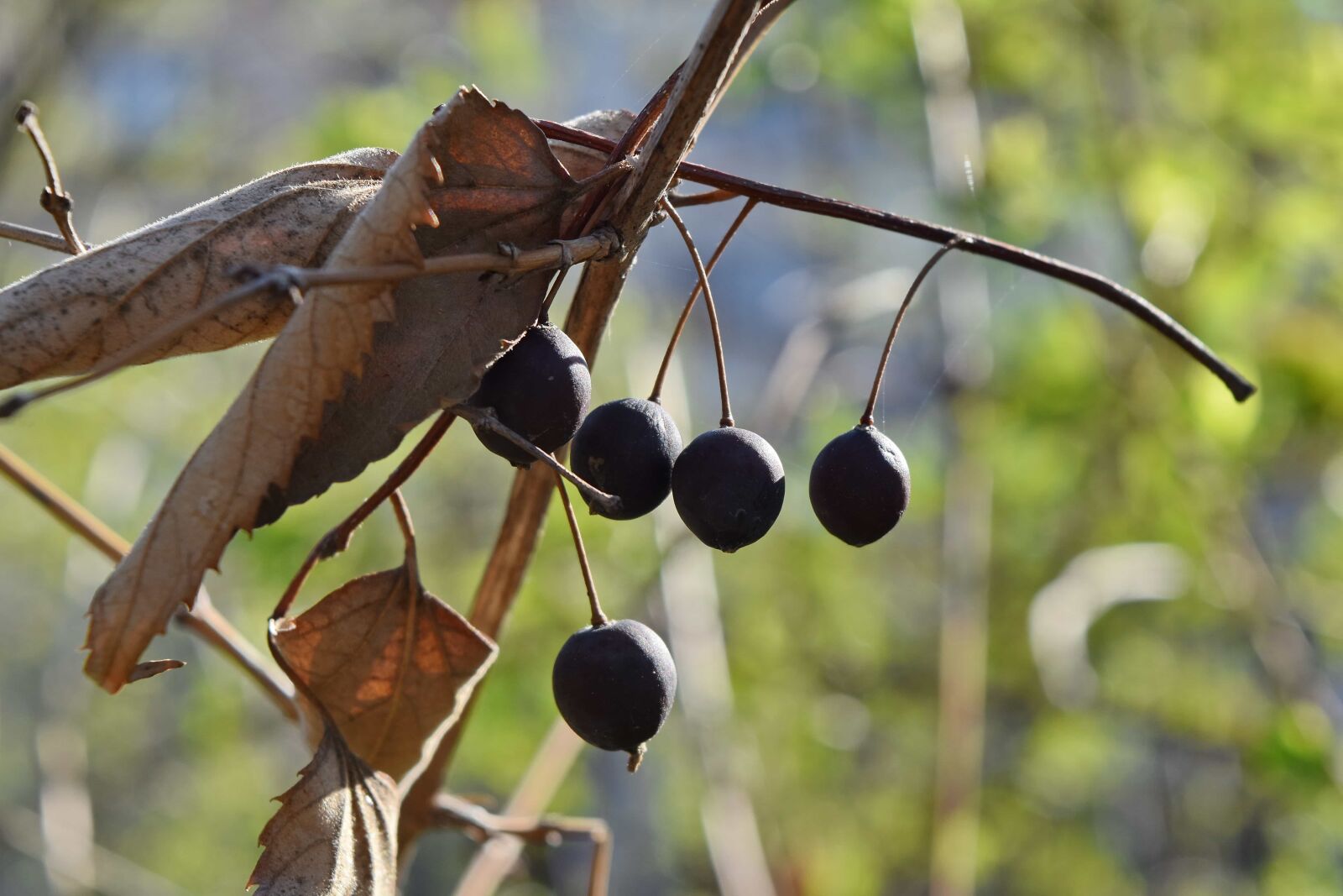 Nikon D5500 sample photo. Shrub, tree, nature, plant photography