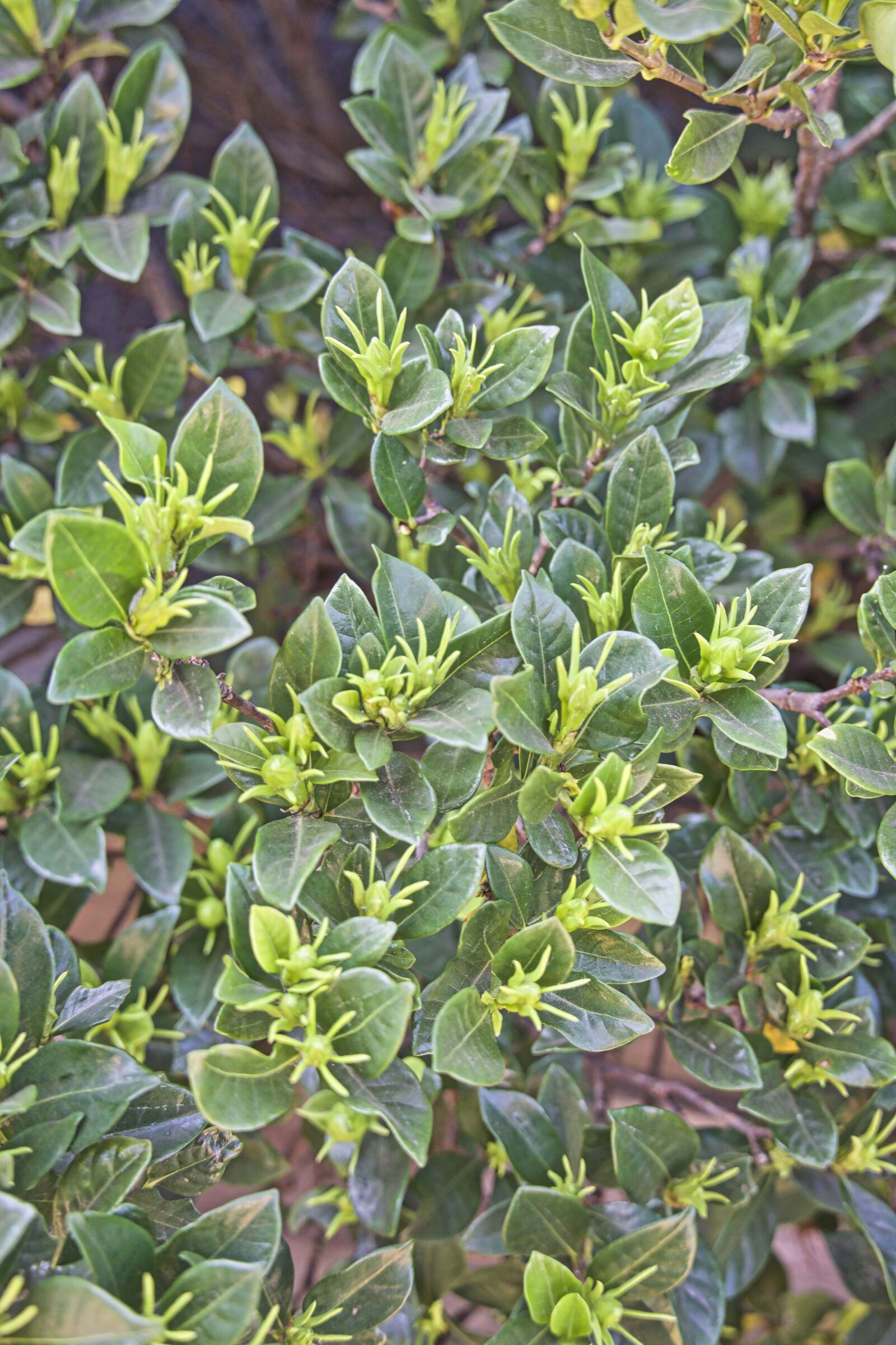Sony a6500 sample photo. Plant, green, leaves photography