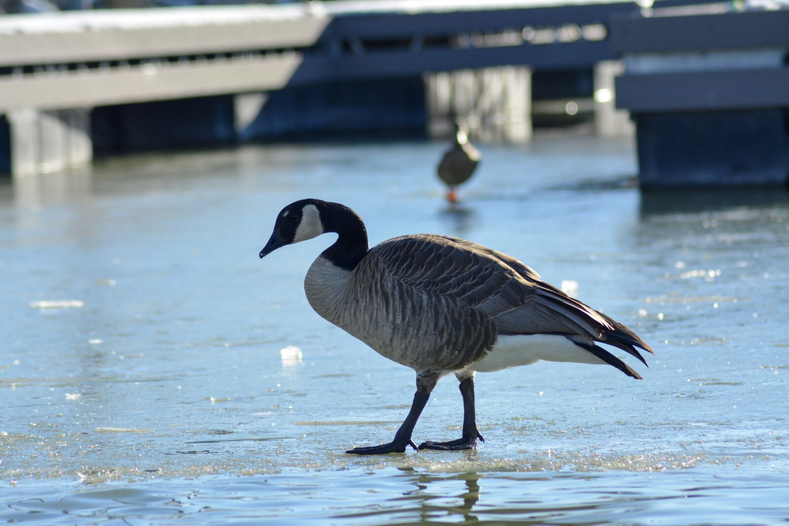 Nikon D5200 sample photo. Goose, bird, nature photography