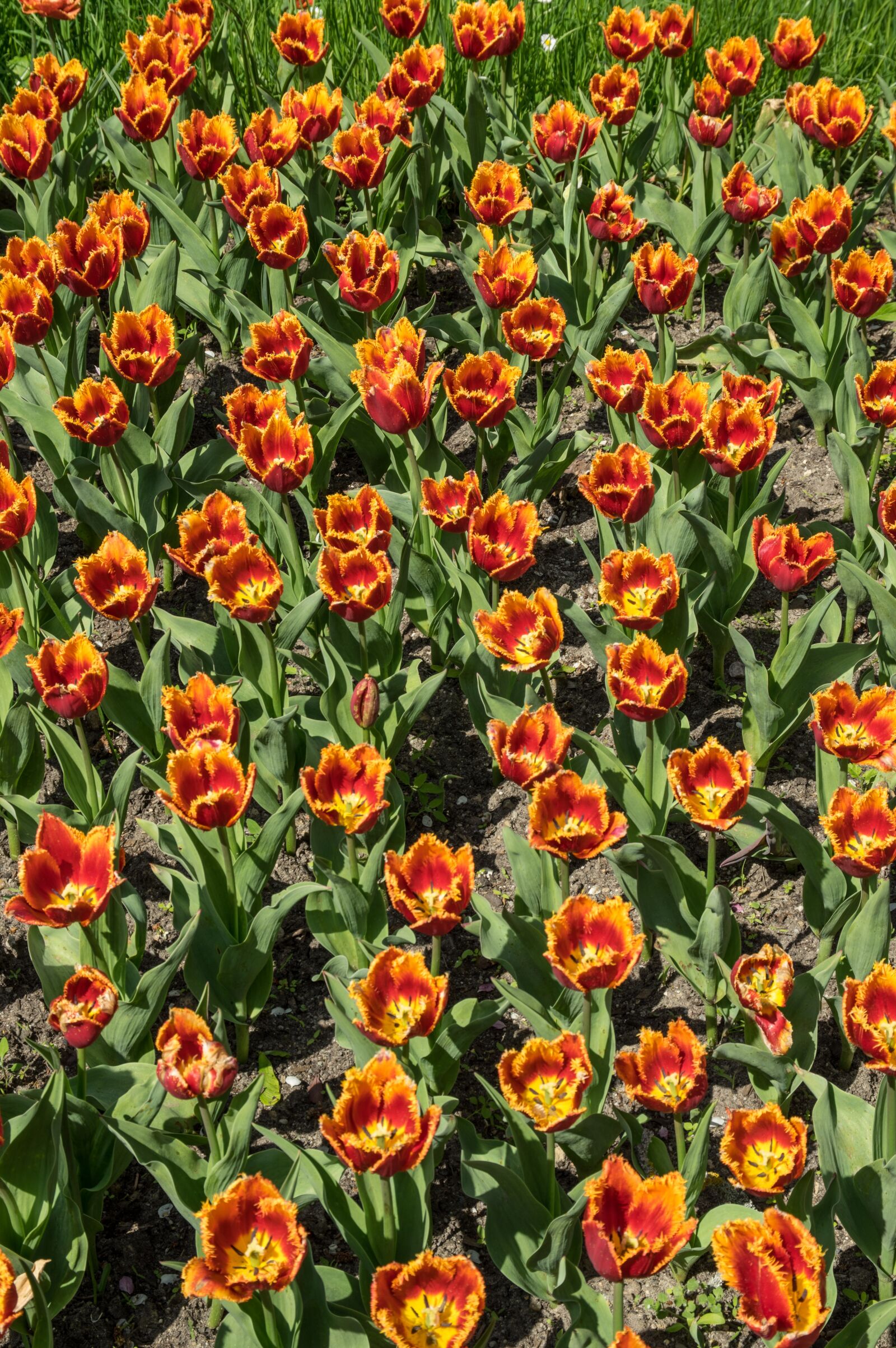 Pentax K-3 sample photo. Flower, tulip, tulip field photography