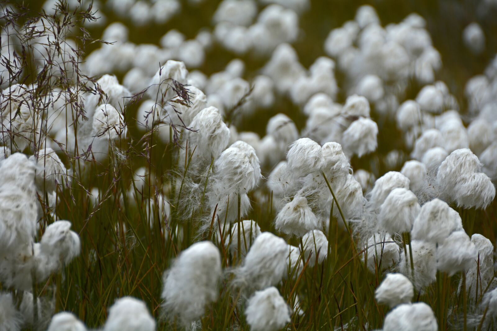 Nikon D7100 sample photo. Cottongrass, plant, white photography