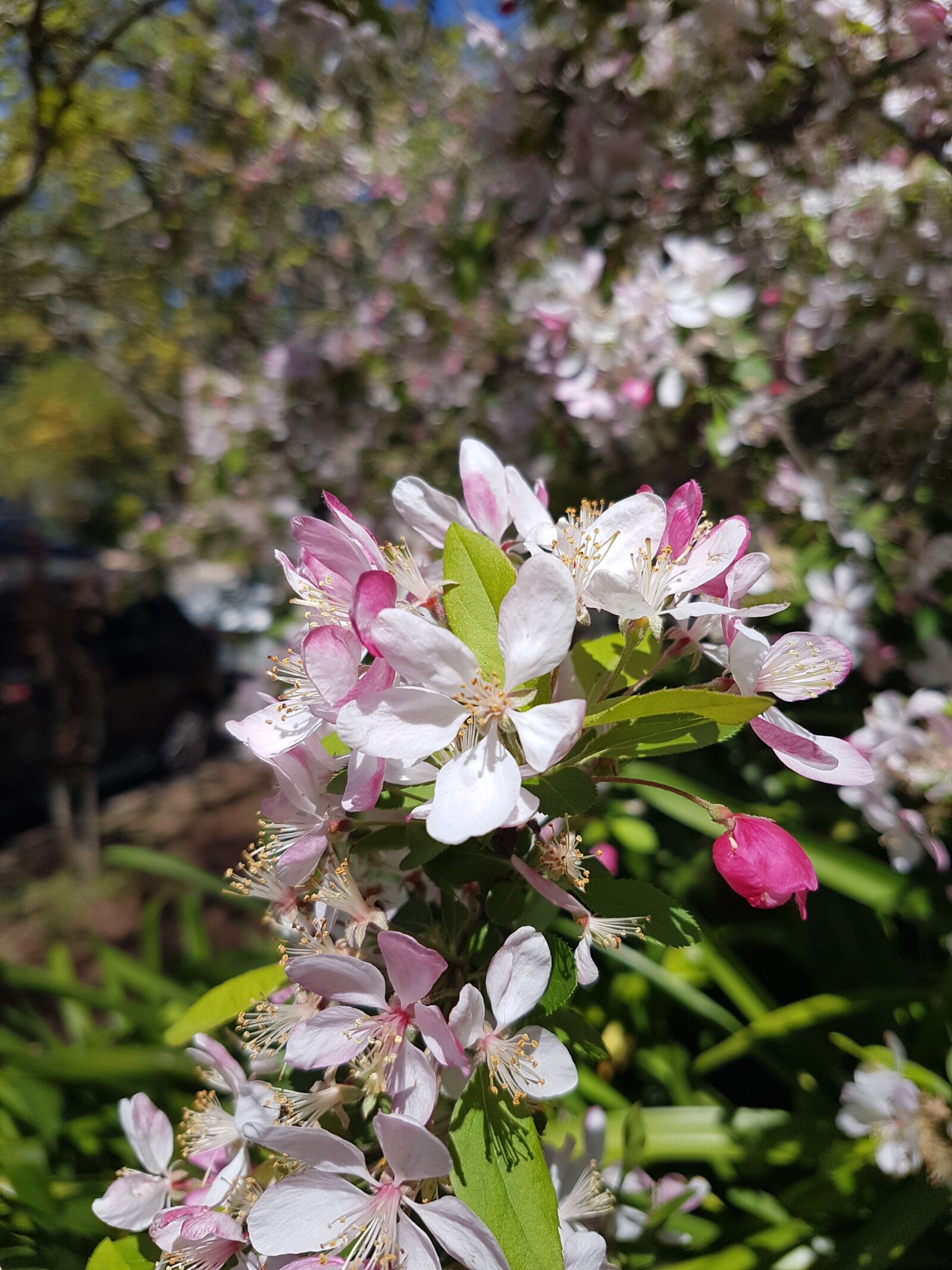 Samsung Galaxy S7 sample photo. White, flower, pink photography
