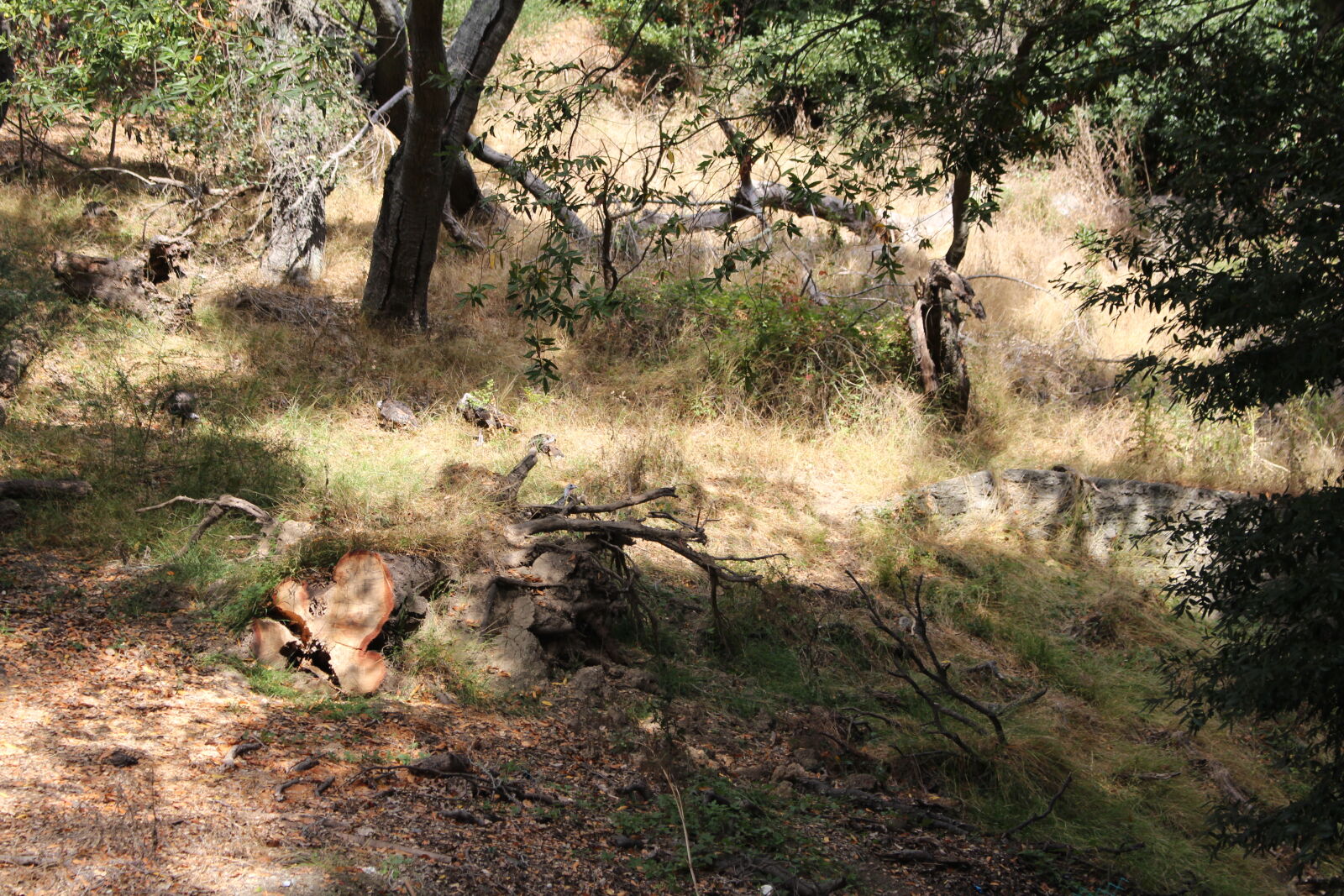 Canon EOS 700D (EOS Rebel T5i / EOS Kiss X7i) sample photo. Nature, turkeys, wildlife, photography photography