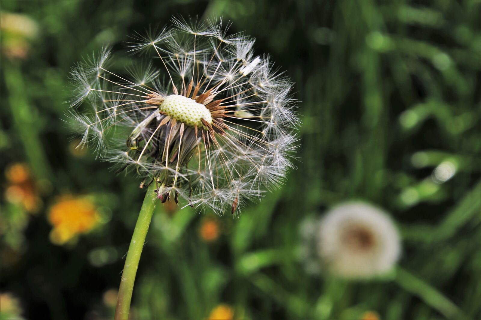 Canon EOS 80D sample photo. Dandelion, spring, nature photography