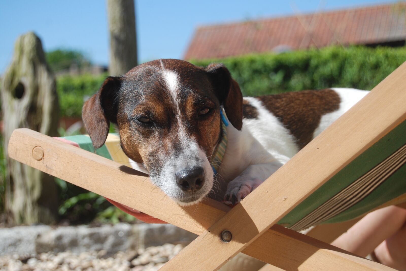 Nikon D40X sample photo. Dog, jack russell, animal photography